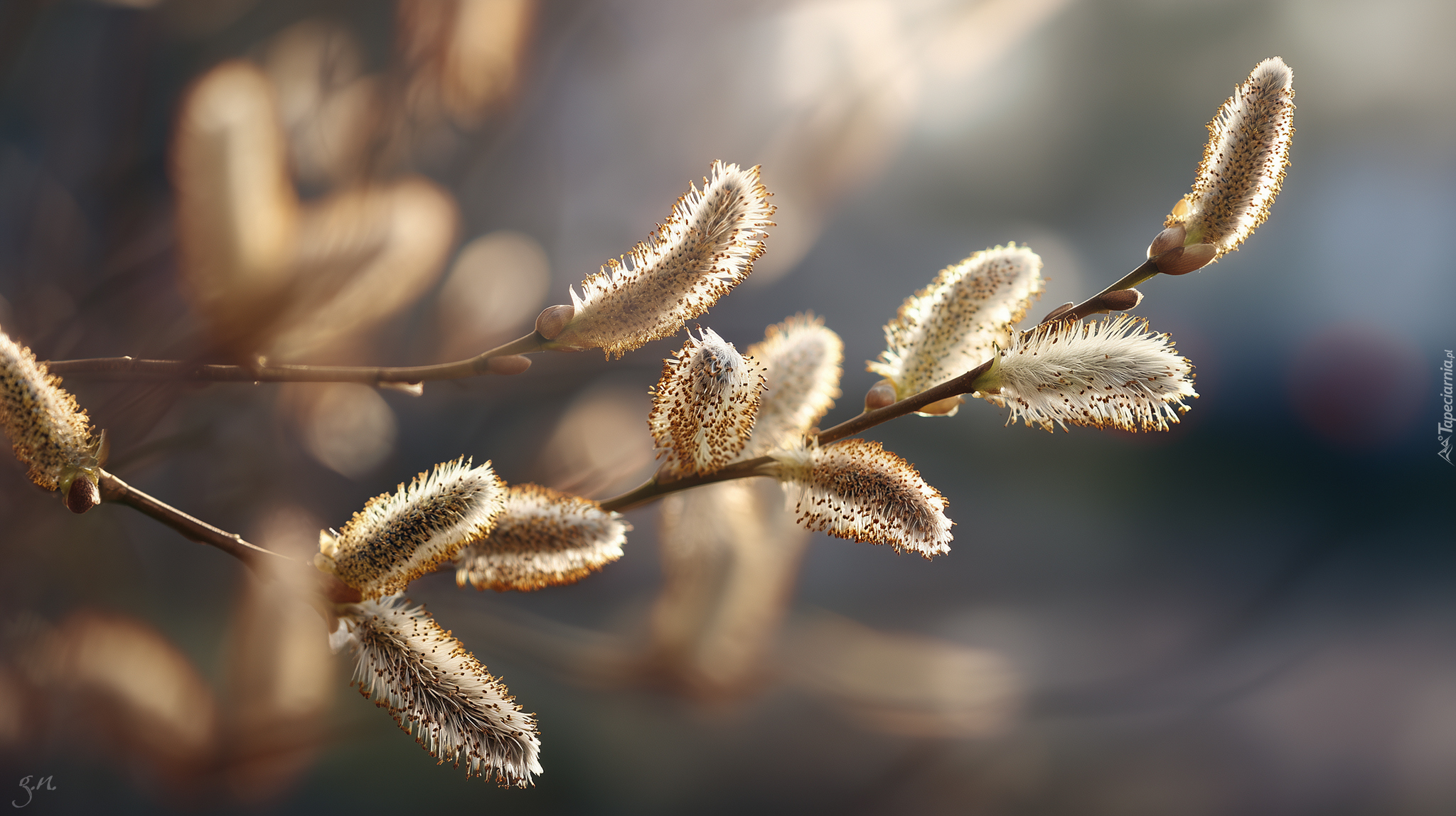 Wierzba, Bazie, Kwitnące, Gałązka, Grafika AI