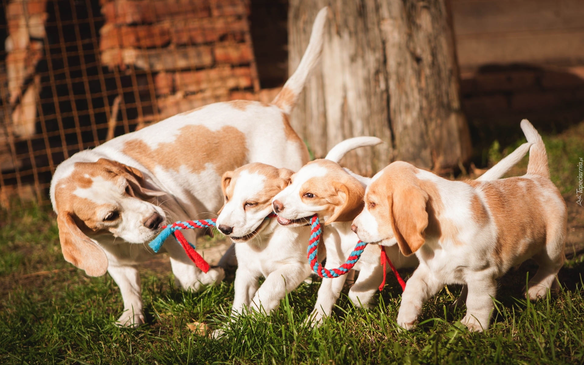 Psy, Beagle, Trzy, Szczeniaki, Trawa