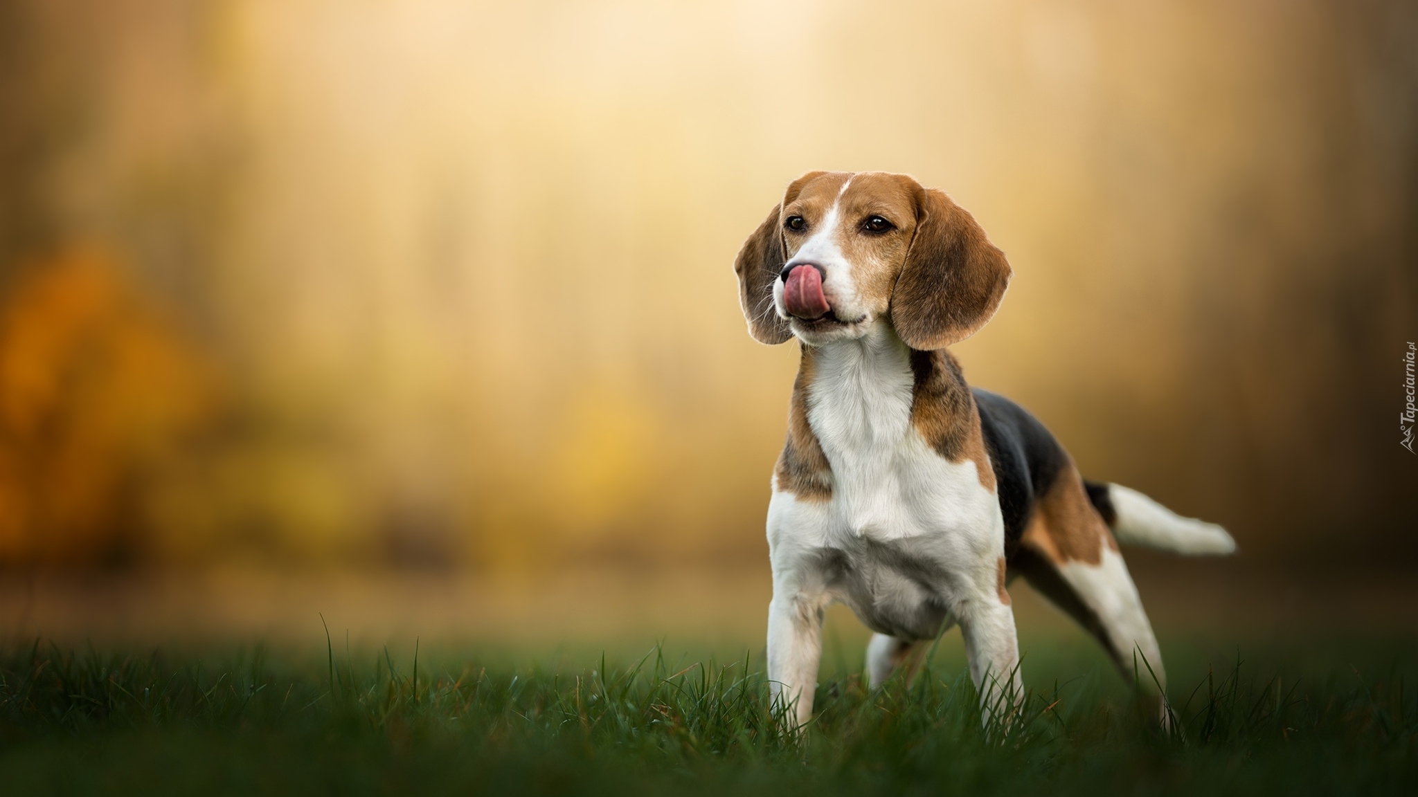 Pies, Beagle, Łąka, Trawa