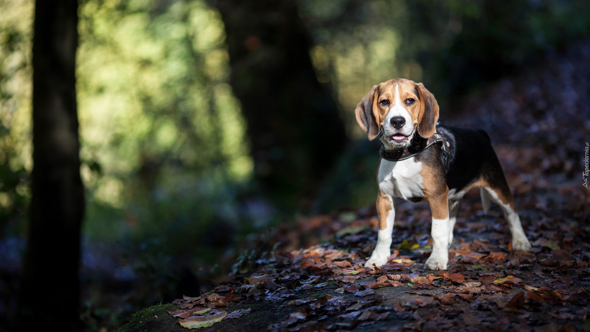 Pies, Beagle, Las