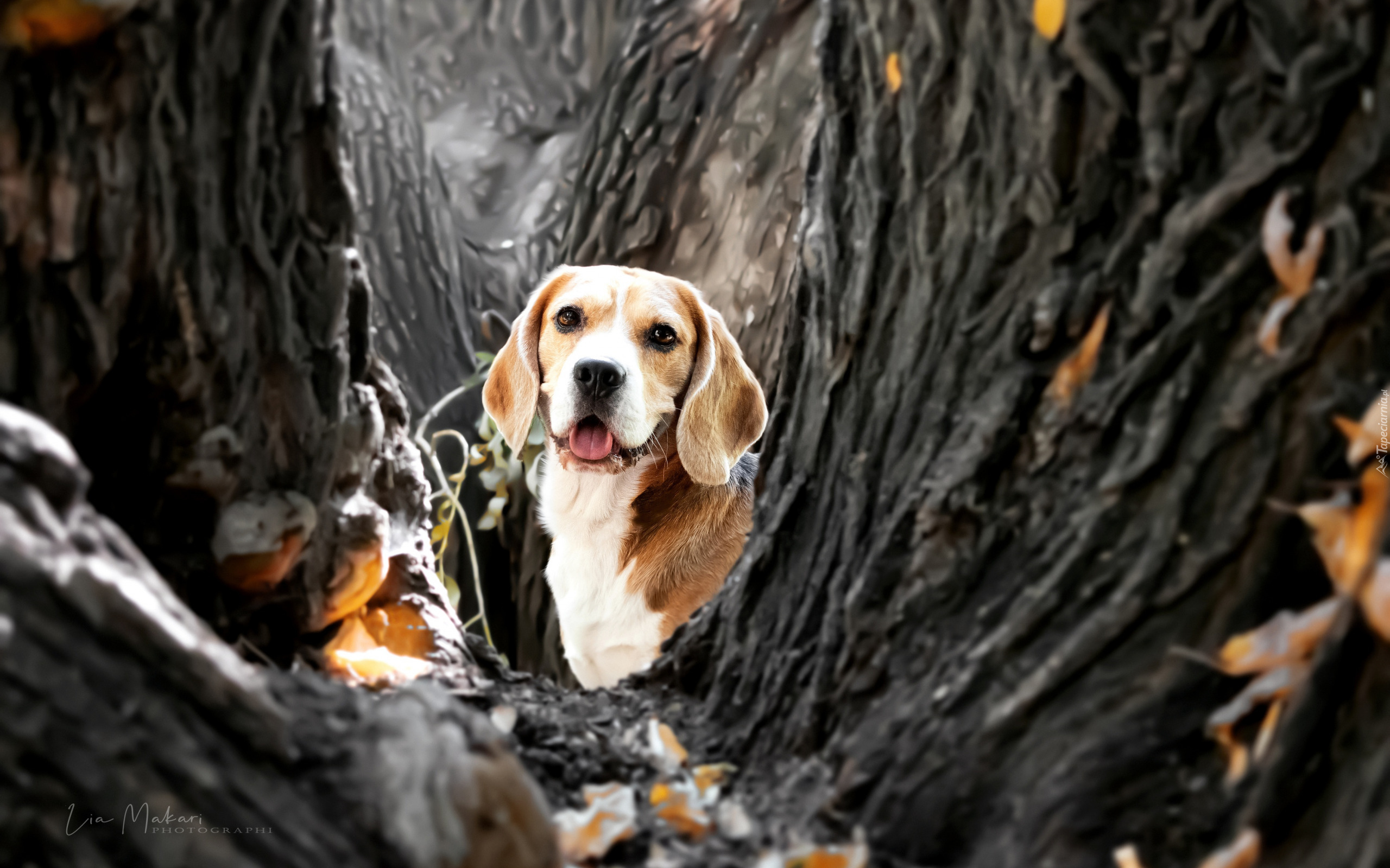 Liście, Drzewa, Pies, Beagle
