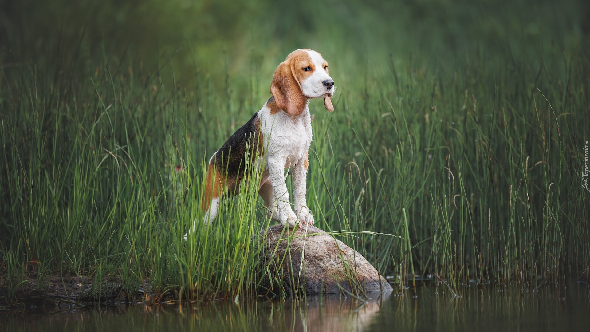 Pies, Beagle, Woda, Trawa, Kamień