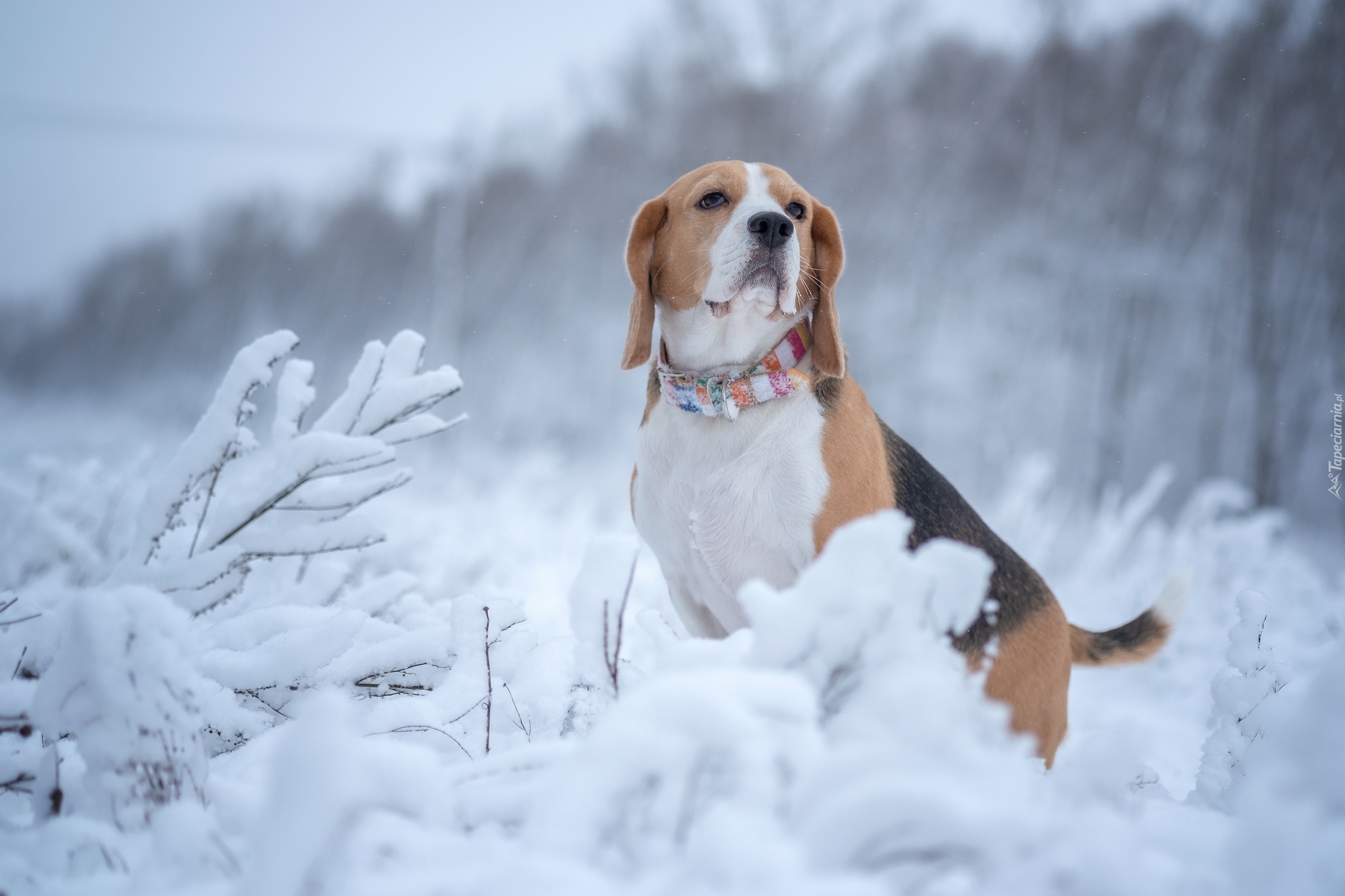 Pies, Beagle, Zima, Ośnieżone, Rośliny