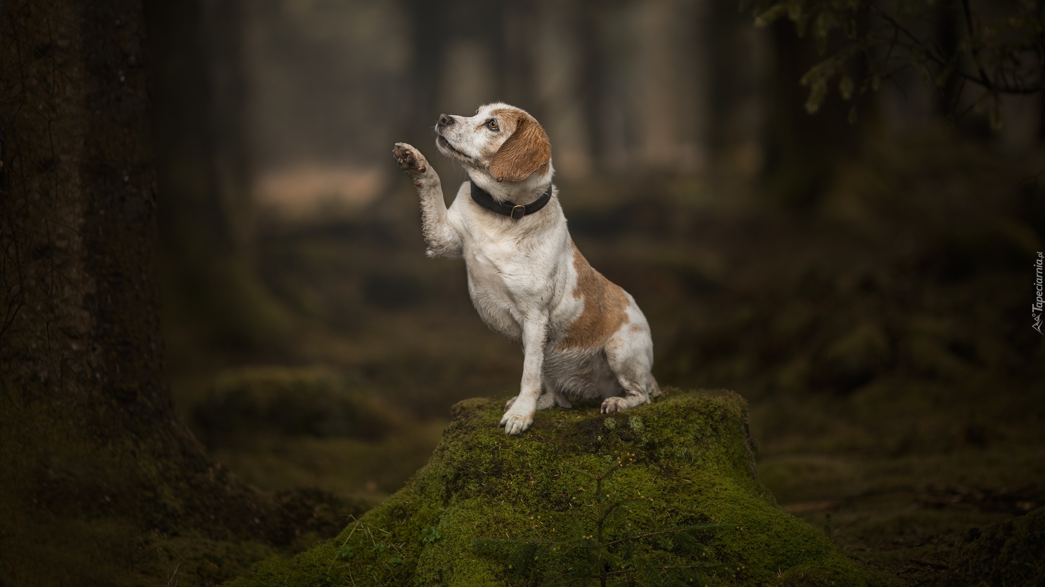 Pies, Beagle, Wyciągnięta, Łapka, Pień, Mech, Las