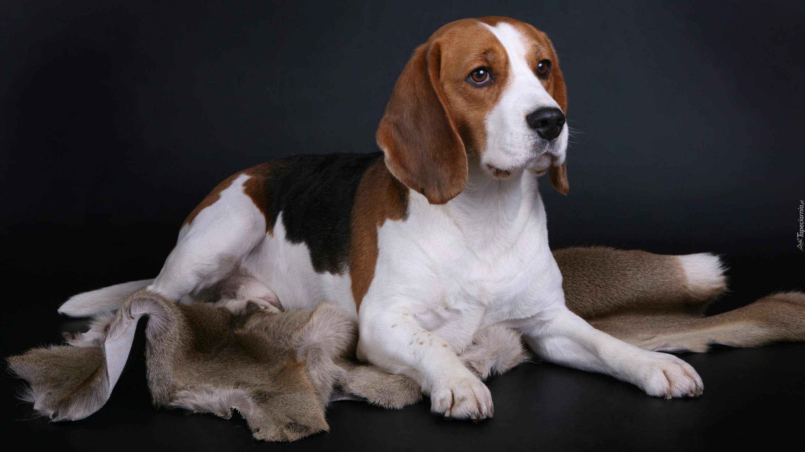 Łaciaty, Pies, Beagle