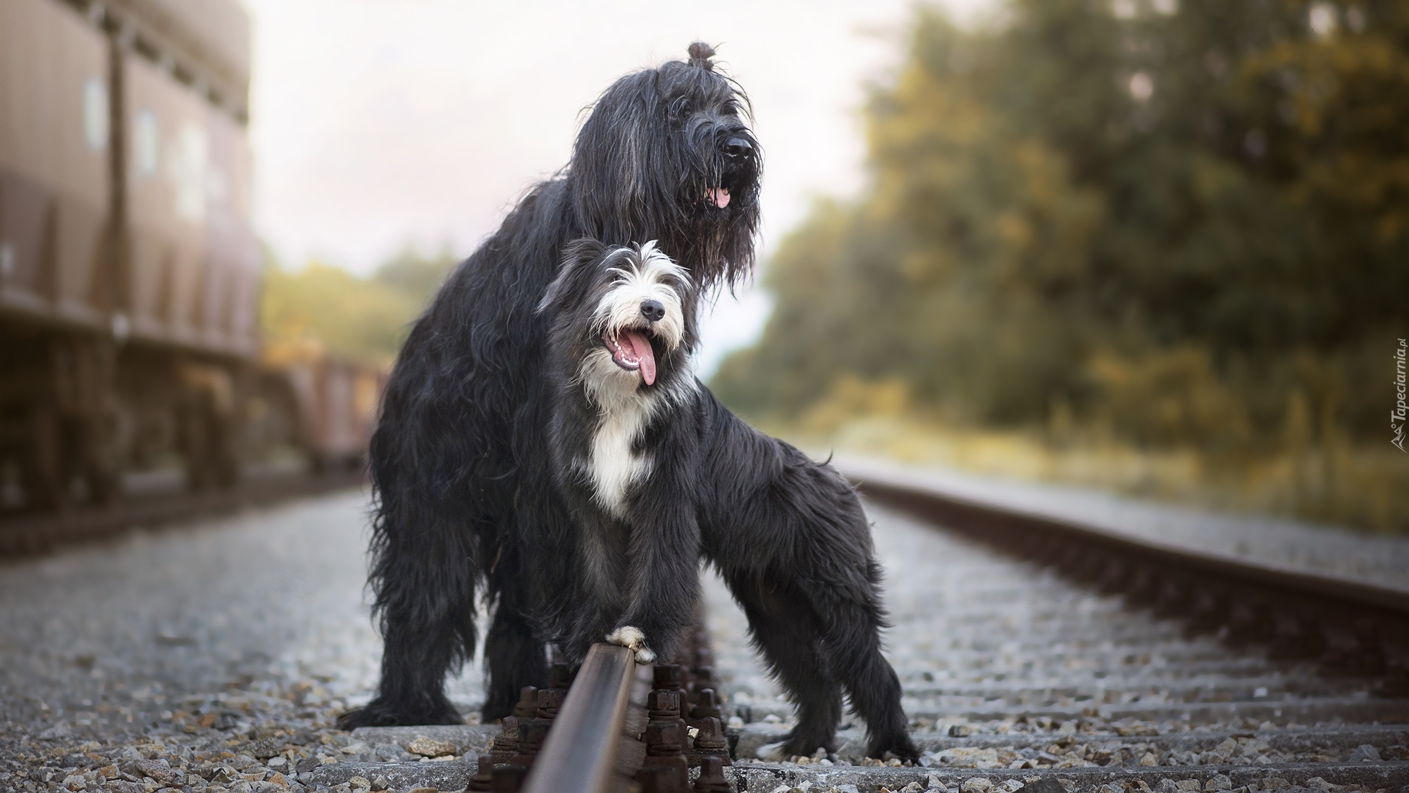 Psy, Owczarek francuski Briard, Bearded collie, Tory, Kolejowe