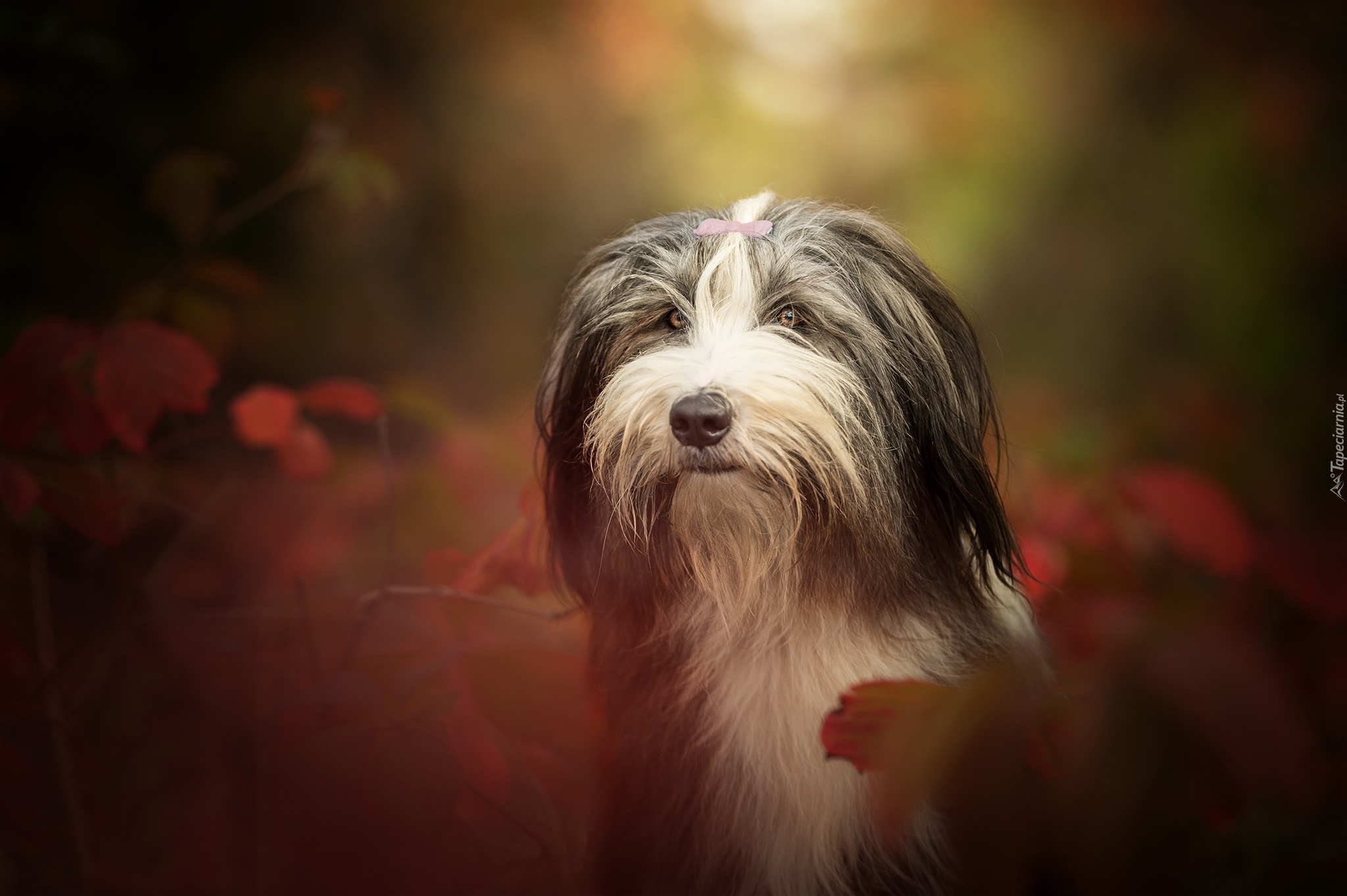 Pies, Bearded collie, Głowa, Jesień, Liście, Rozmyte Tło