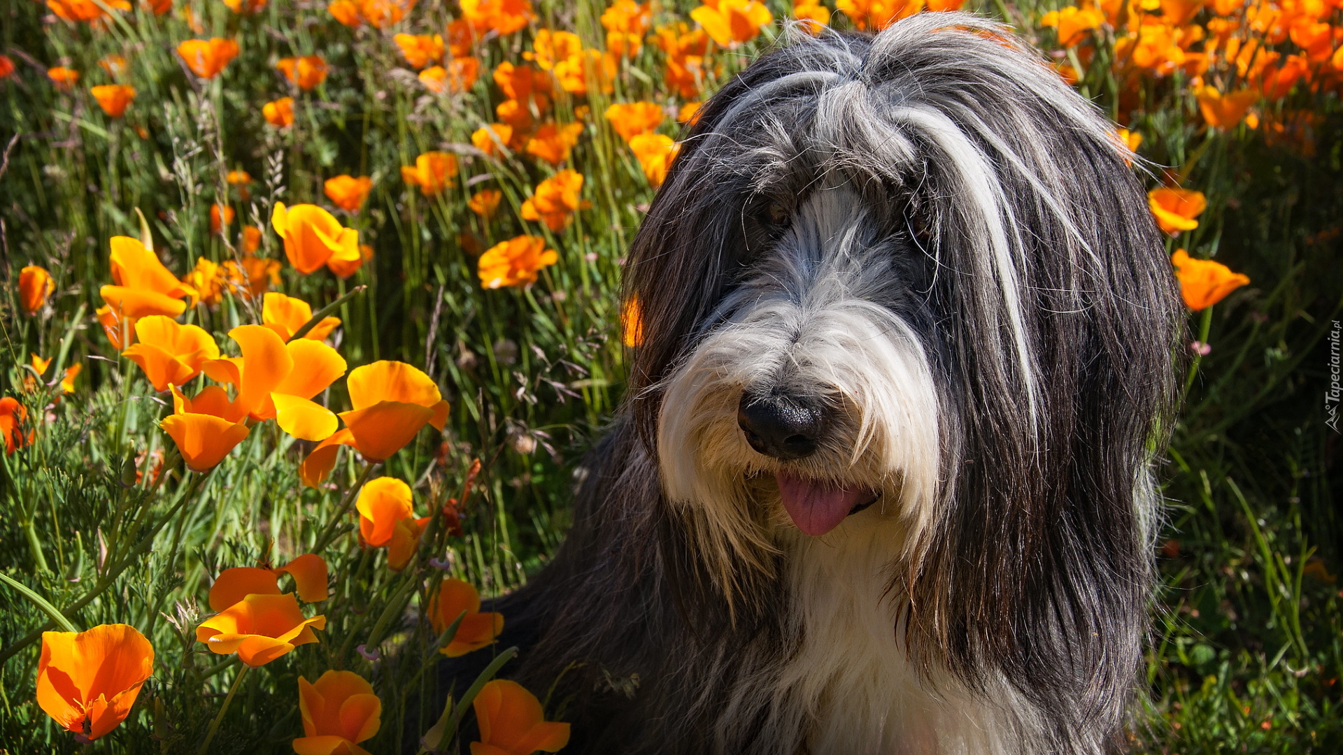 Pies, Bearded collie, Pomarańczowe, Kwiaty, Pozłotki, Maczki kalifornijskie