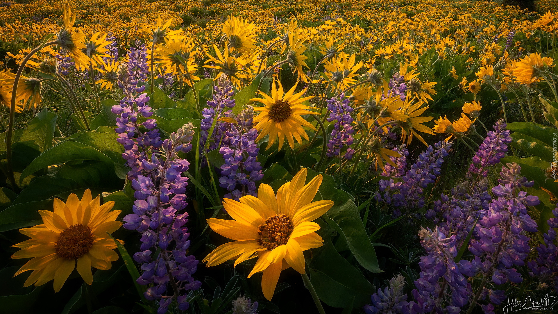 Żółte, Kwiaty, Balsamorhiza, Łubin, Łąka