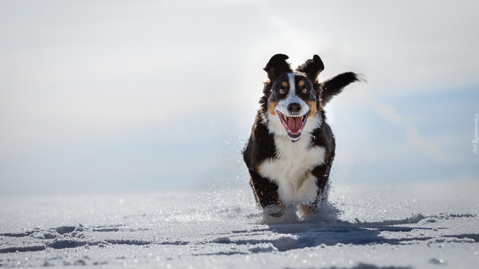 Berneński pies pasterski, Bieg, Zima, Śnieg