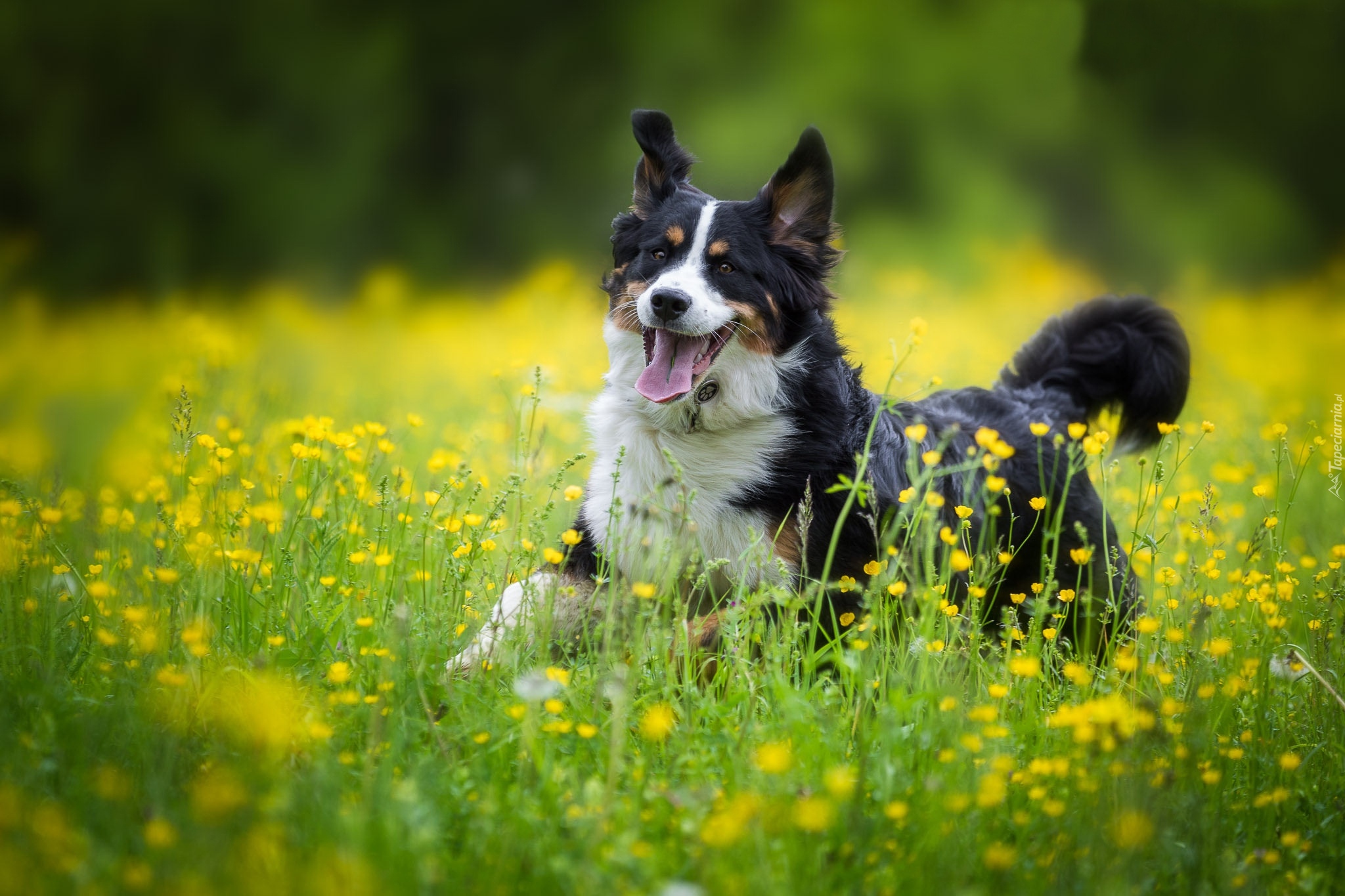 Berneński pies pasterski, Łąka, Żółte, Kwiaty