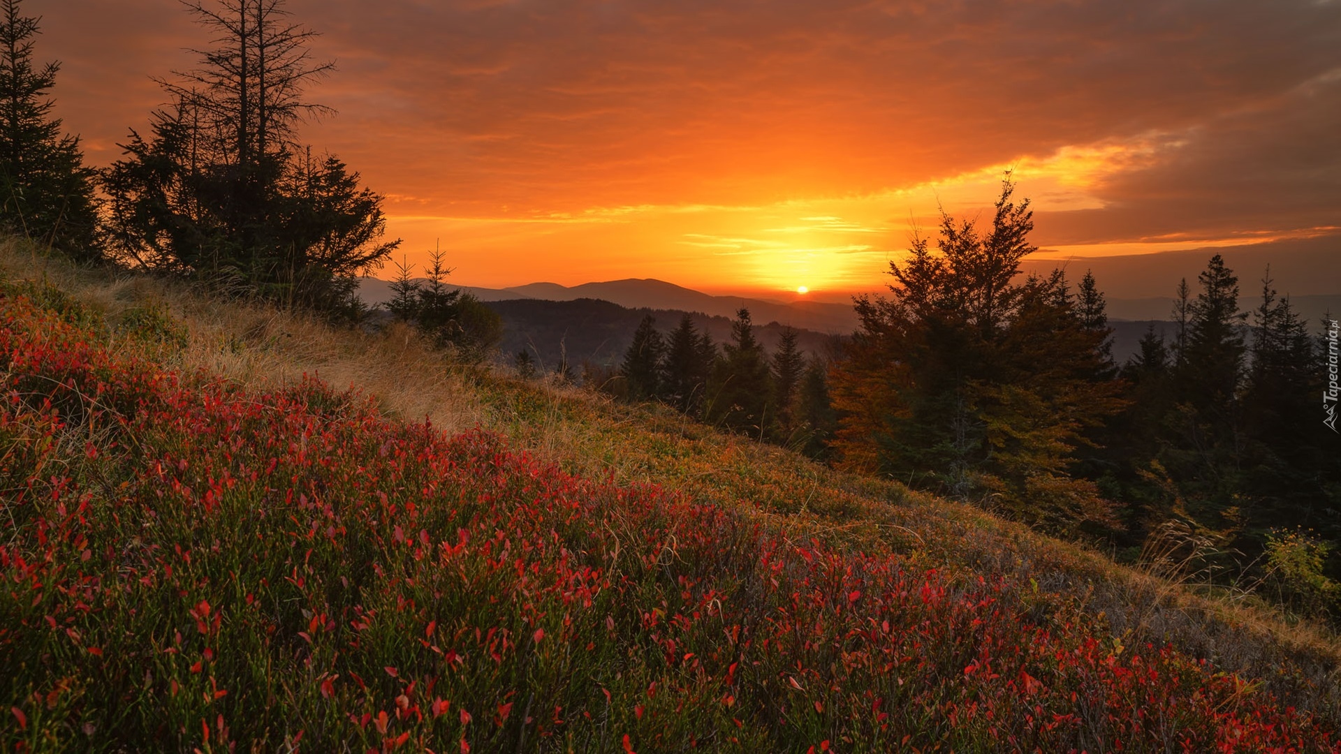 Góry, Lasy, Drzewa, Roślinność, Beskid Żywiecki, Polska