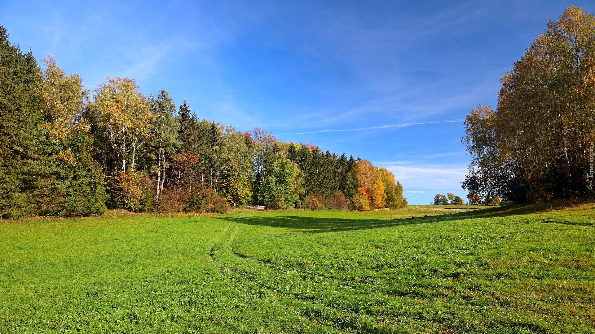 Łąka, Las, Jesień, Ścieżka, Drzewa