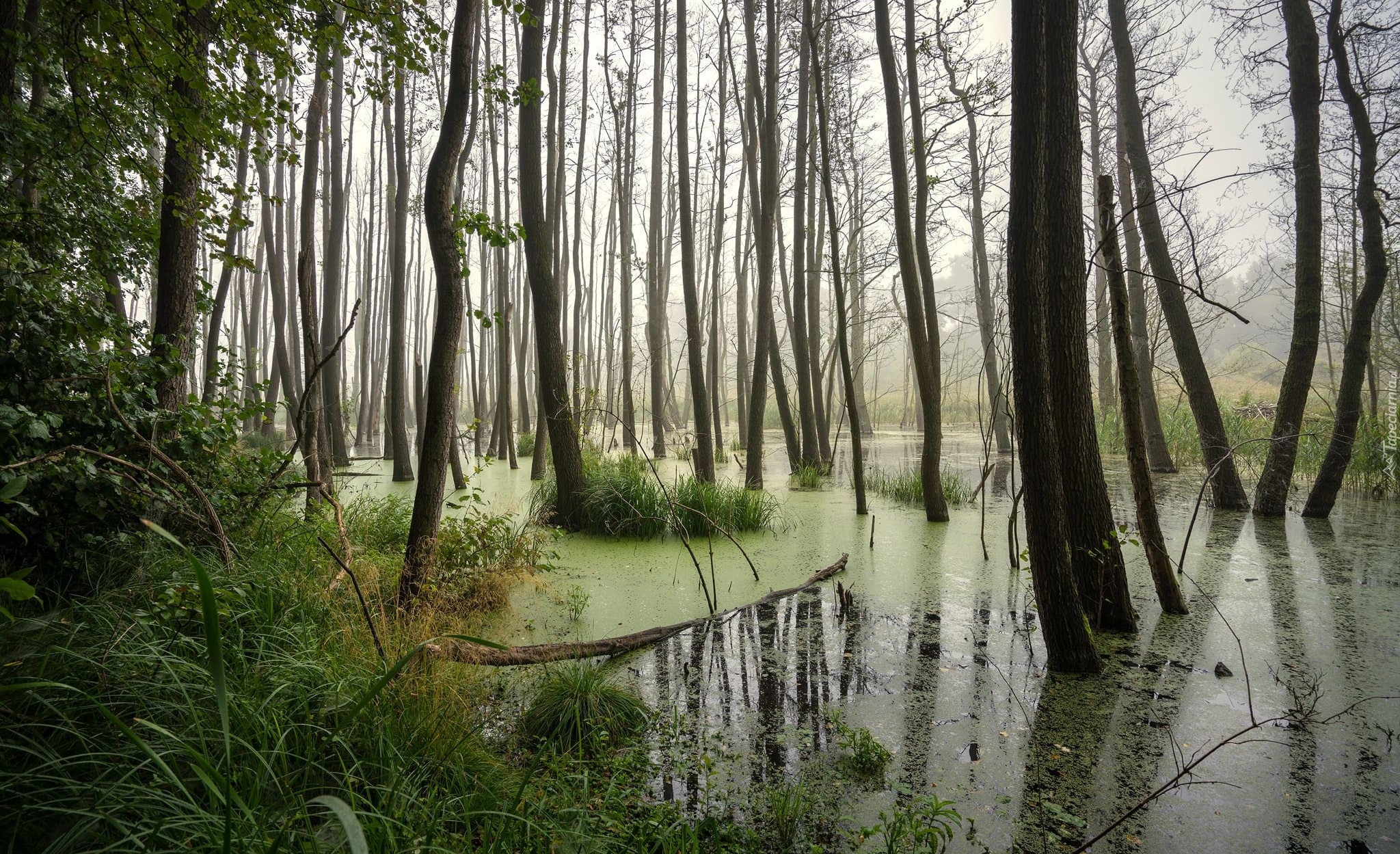 Bagno, Drzewa, Trawa