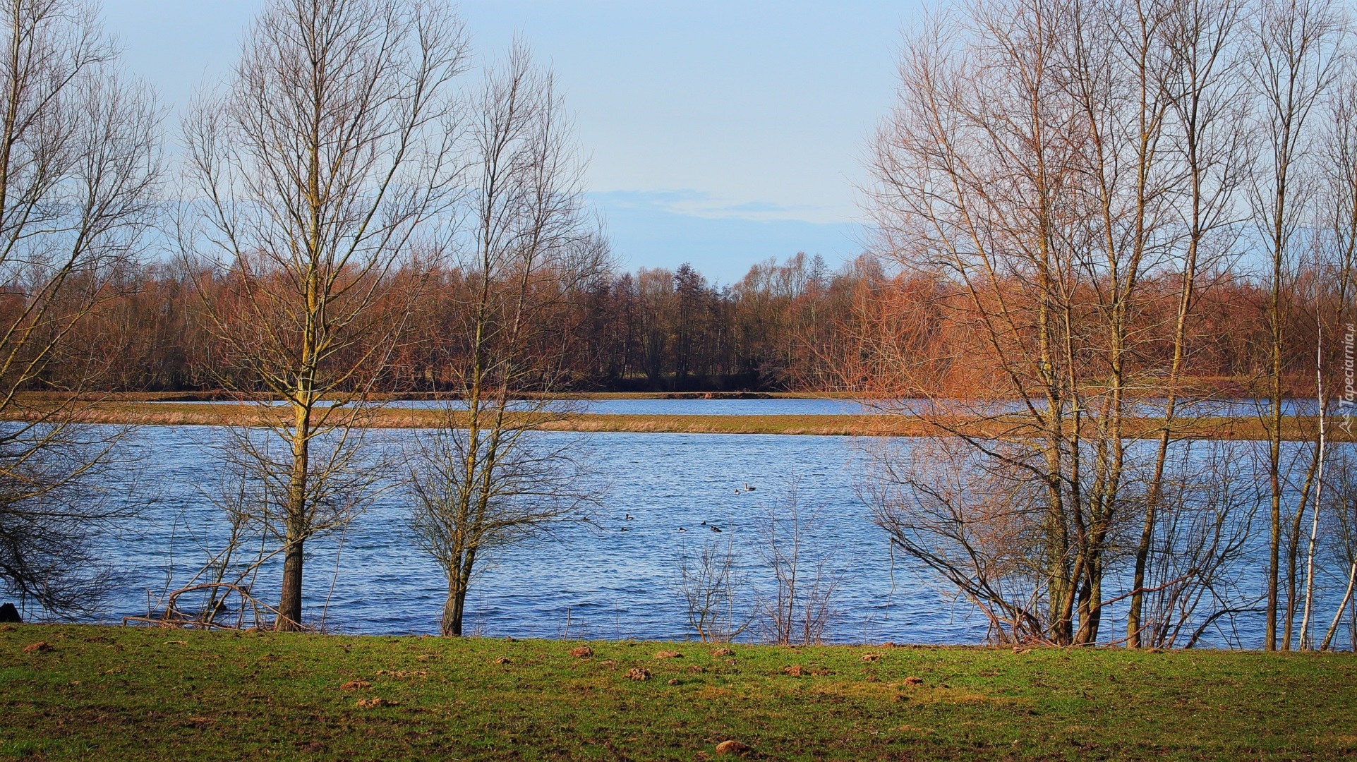 Jesień, Jezioro, Bezlistne, Drzewa