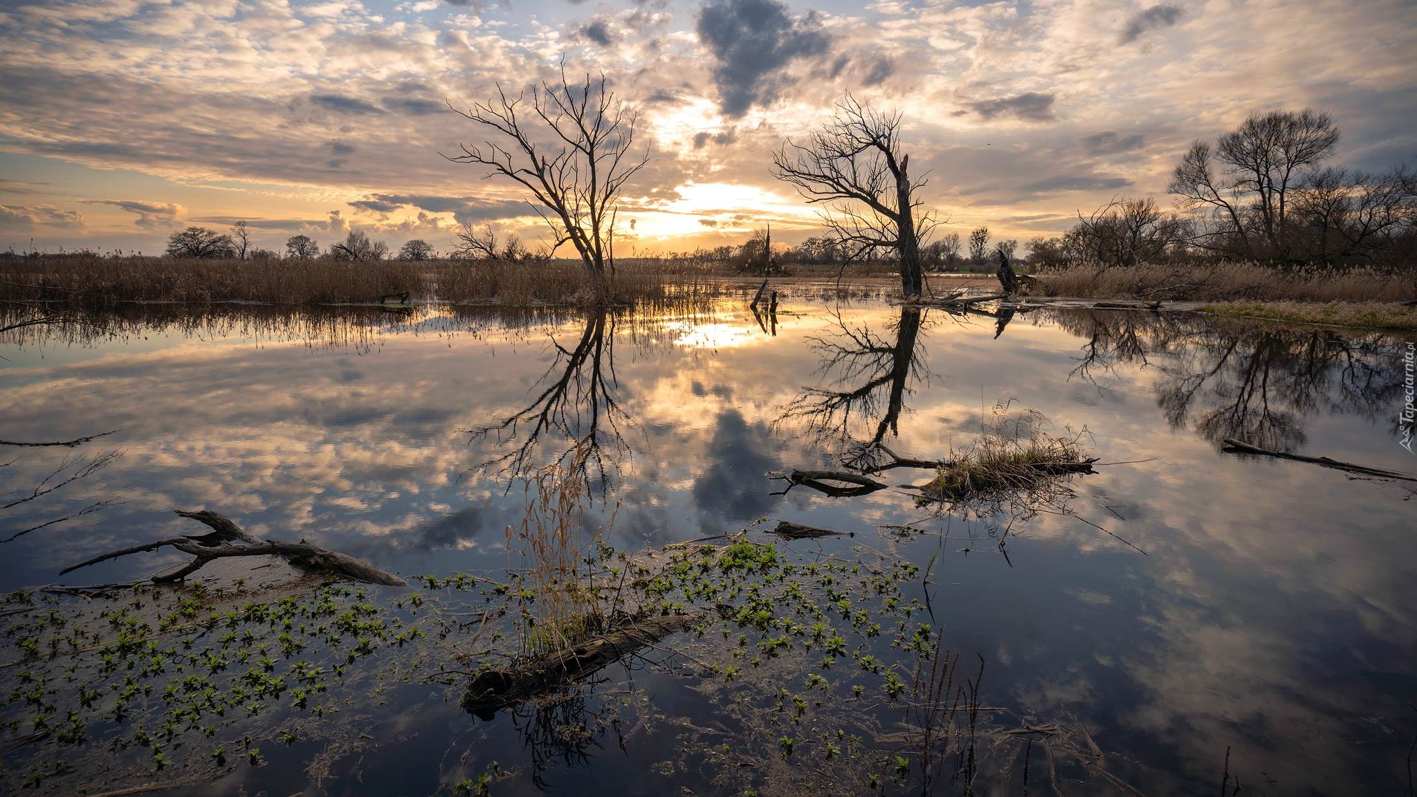 Jezioro, Wschód słońca, Drzewa, Rośliny, Odbicie