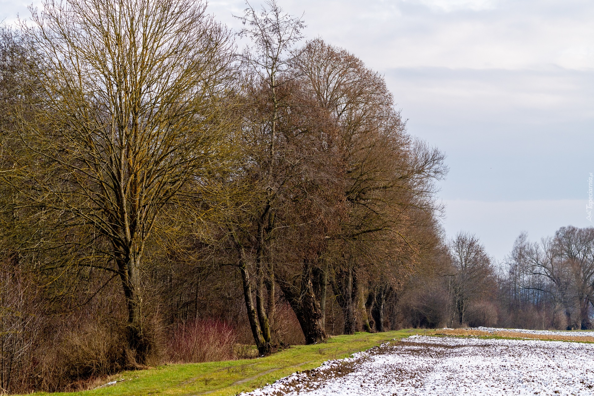 Zima, Drzewa, Śnieg, Pole