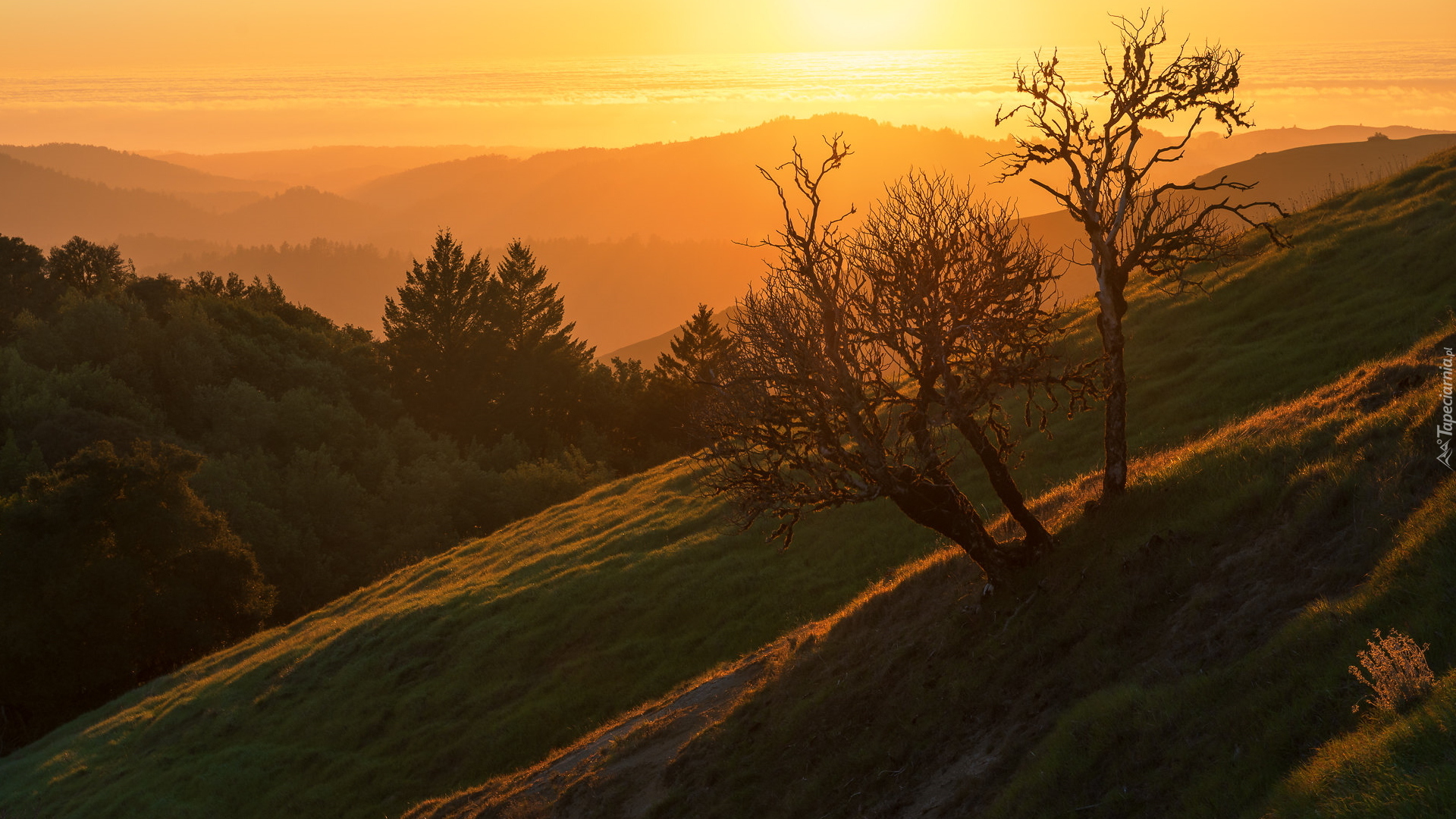 Drzewa, Góry, Santa Cruz Mountains, Wschód słońca, Kalifornia, Stany Zjednoczone