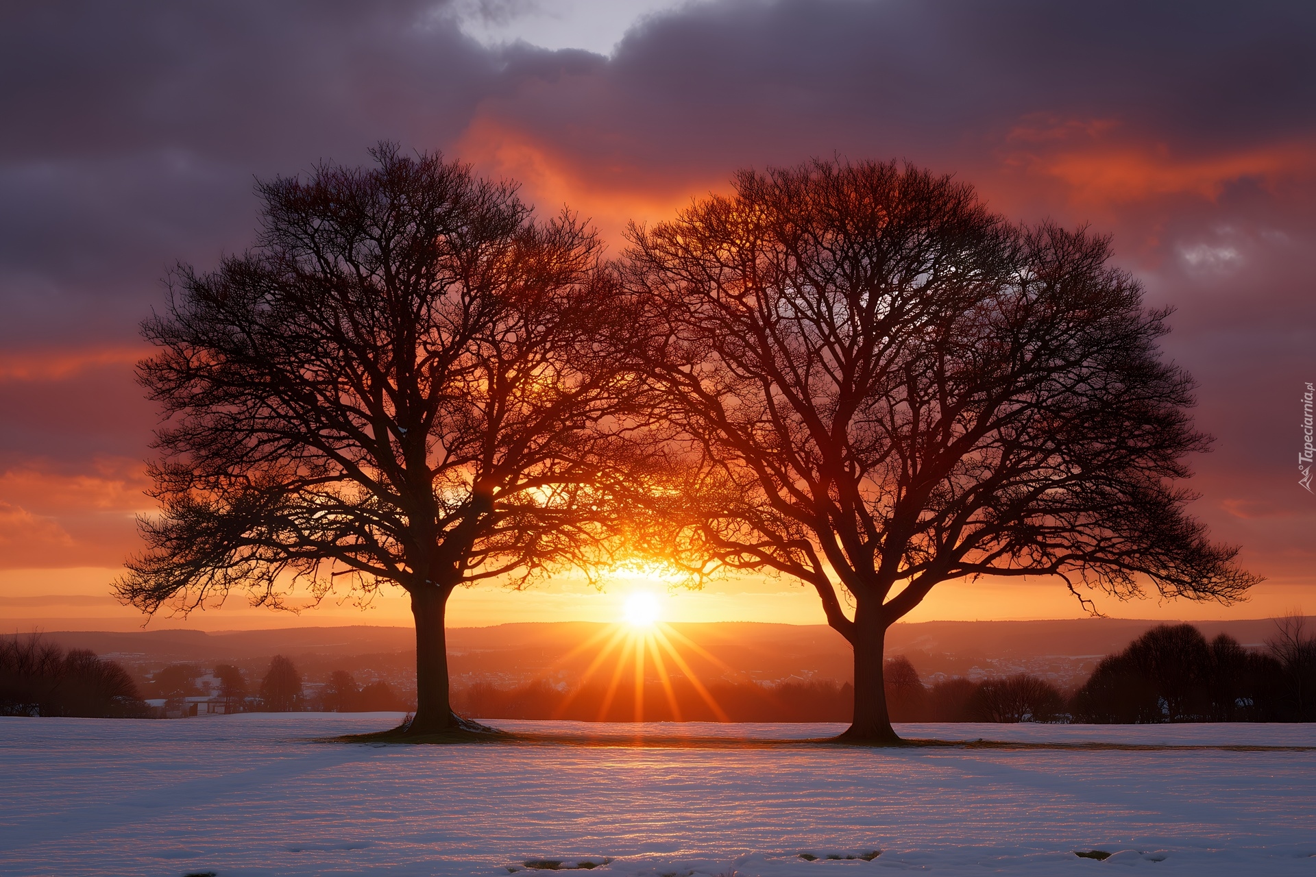 Zima, Ośnieżone, Pole, Dwa, Drzewa, Zachód słońca, Grafika AI
