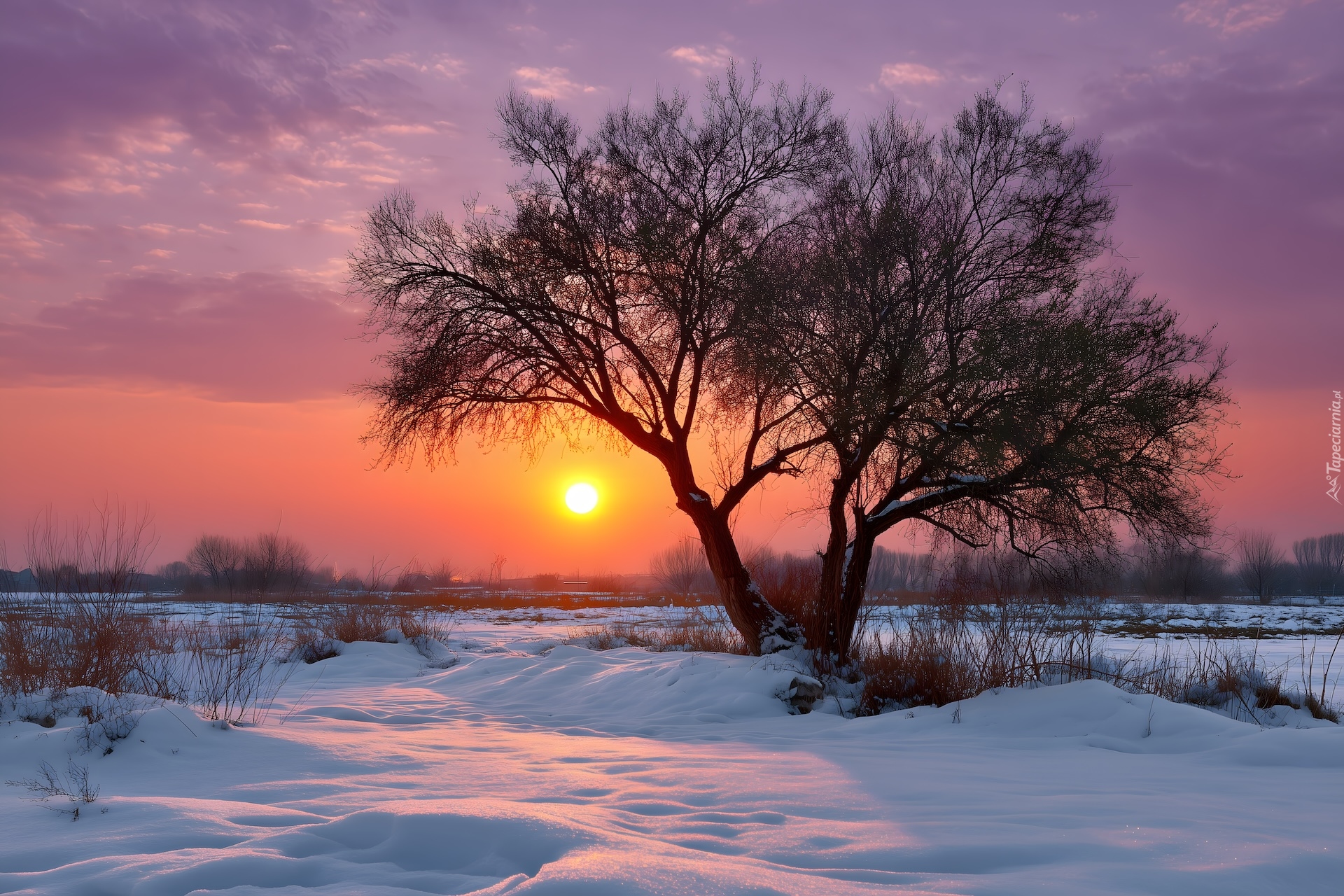 Zima, Zachód słońca, Drzewo, Bezlistne