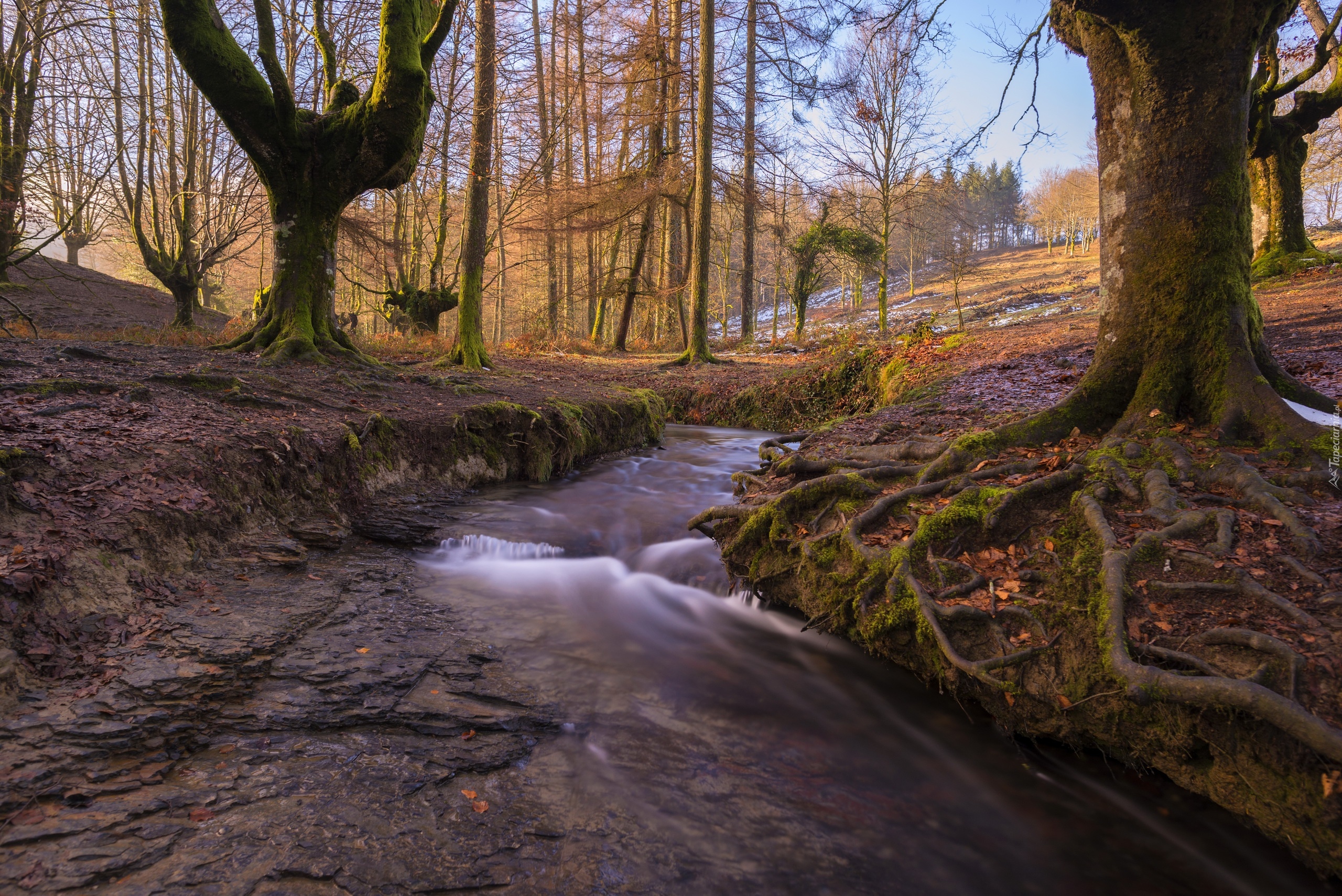 Park Narodowy Gorbea, Drzewa, Las, Rzeczka, Strumyk, Kraj Basków, Hiszpania