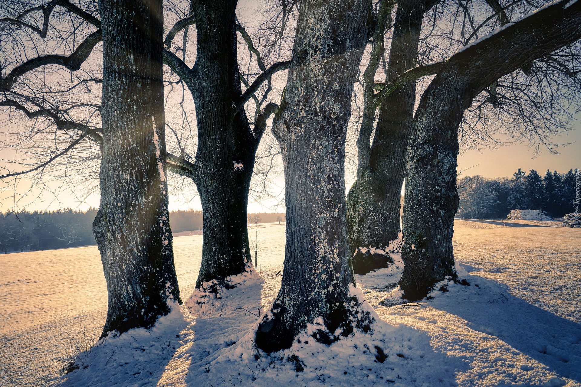 Zima, Drzewa, Śnieg, Pole, Zachód słońca