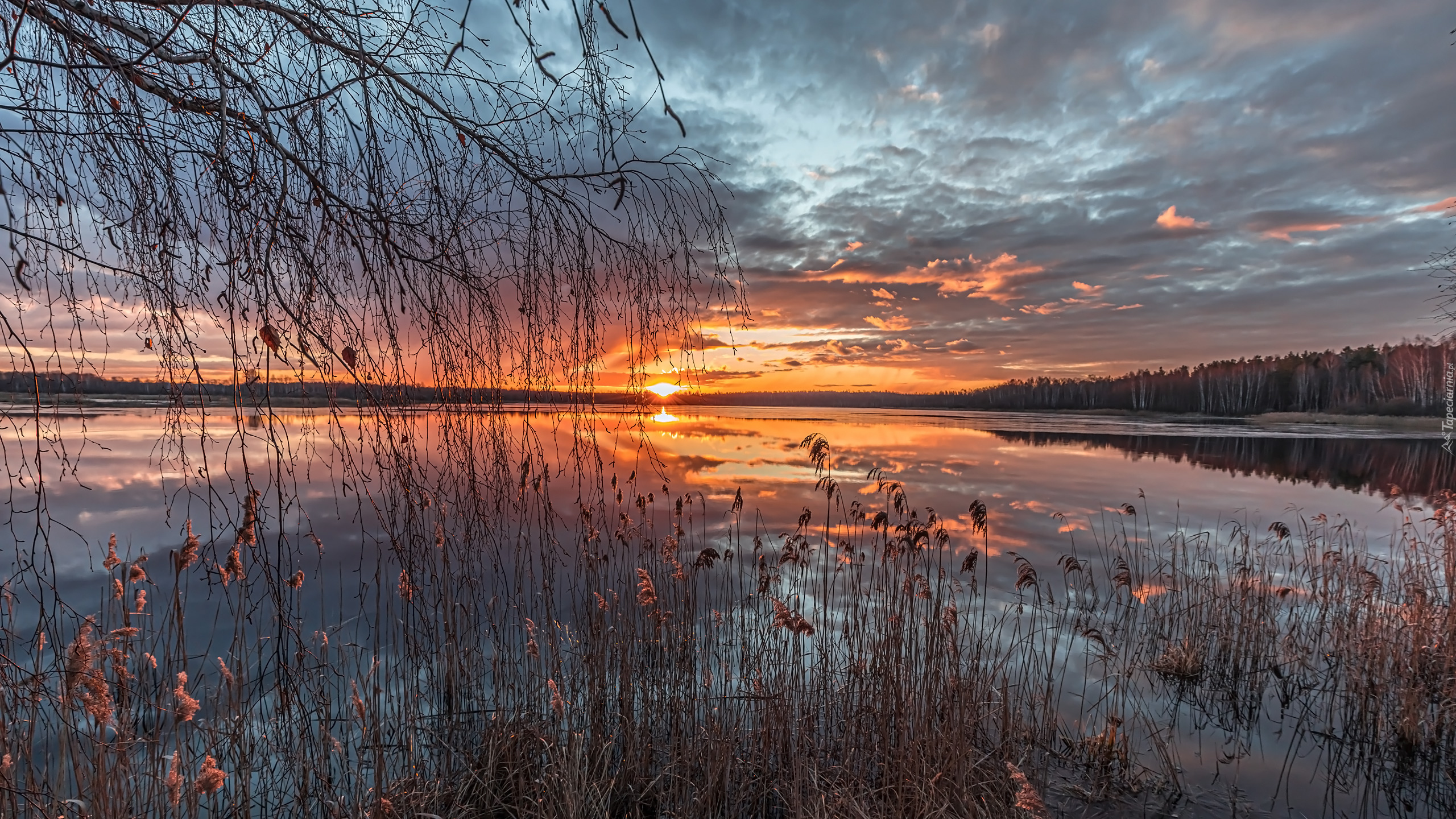 Szuwary, Jezioro, Drzewa, Wschód słońca