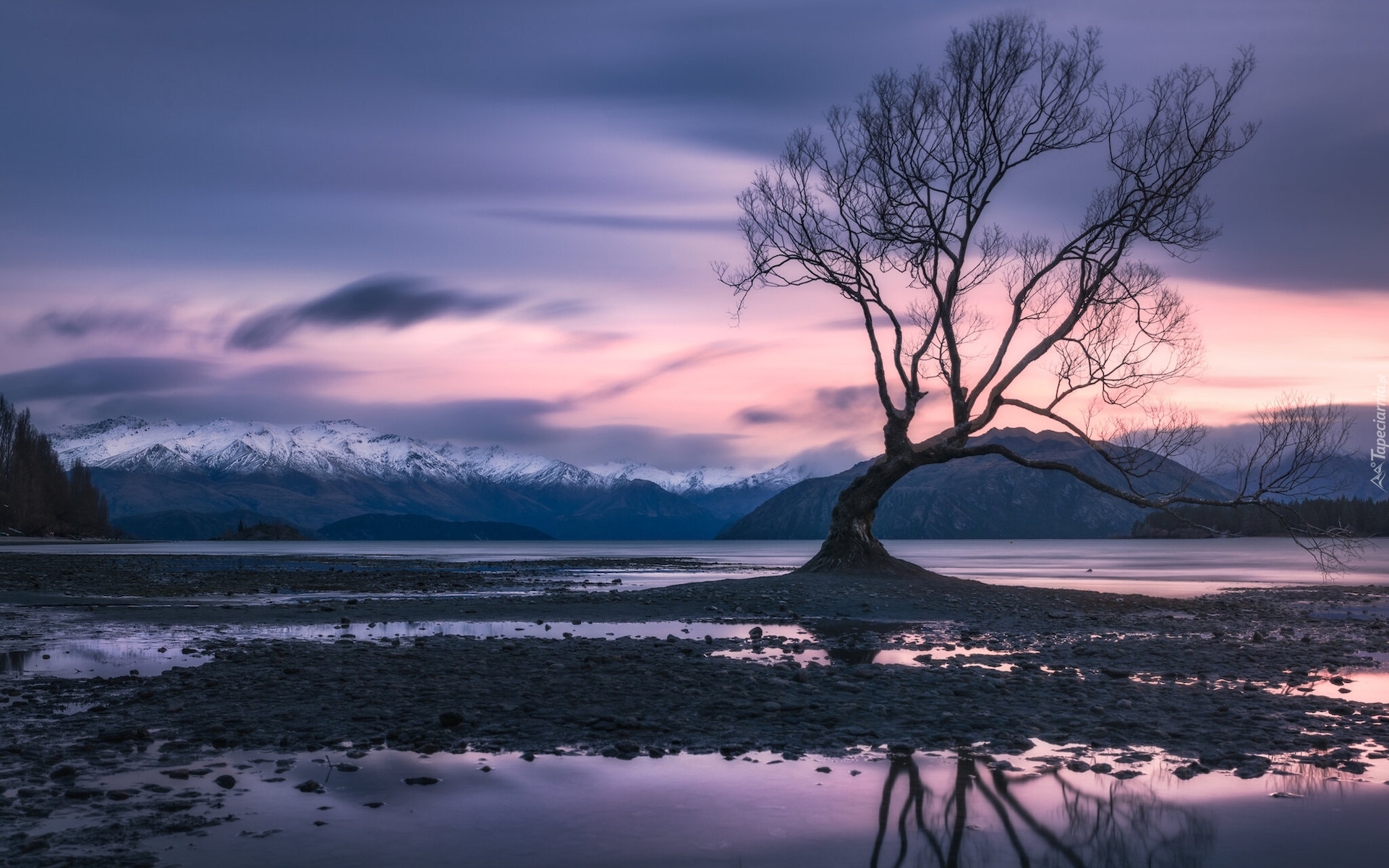 Bezlistne, Drzewo, Góry, Zima, Jezioro Wanaka, Nowa Zelandia