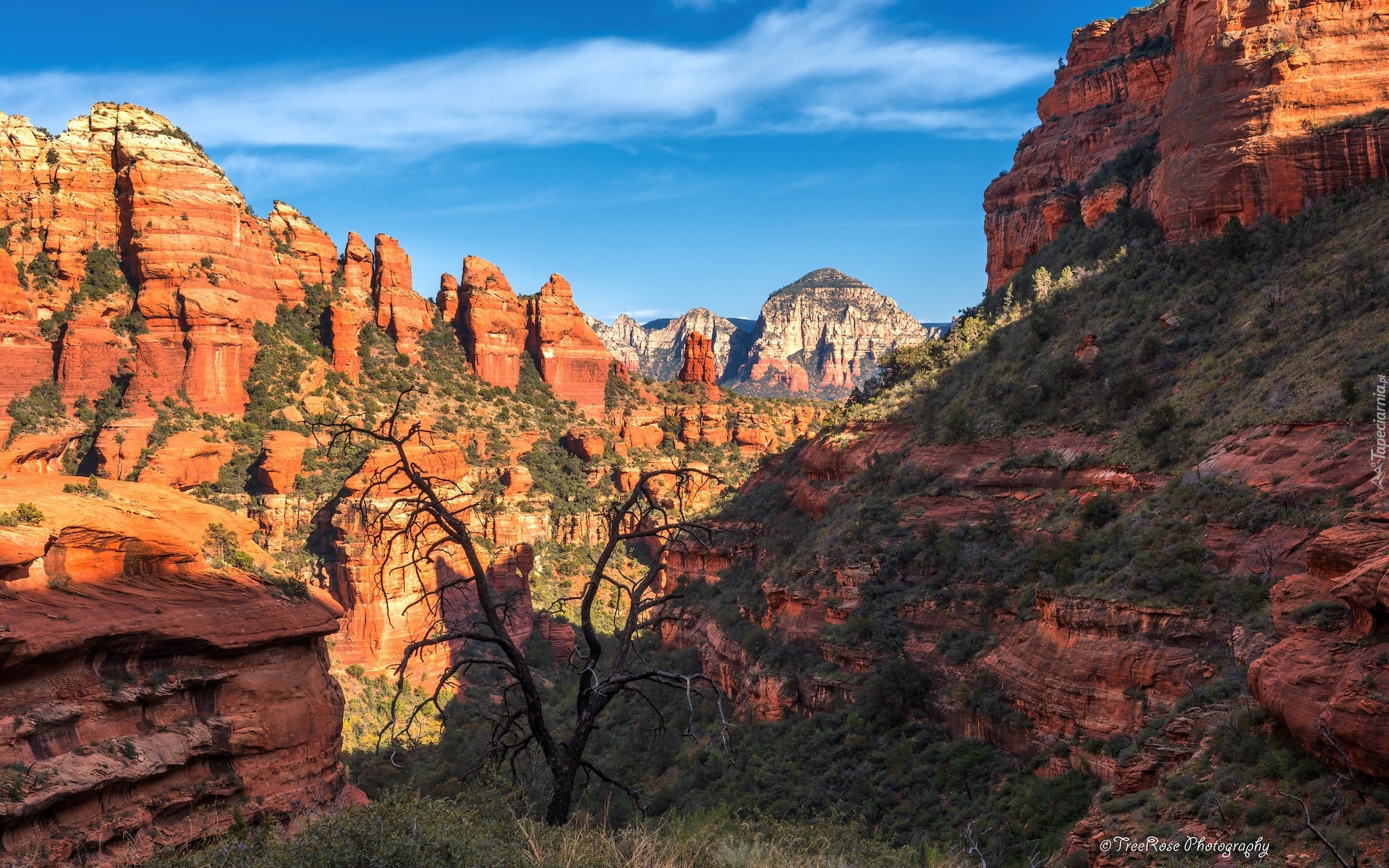 Stany Zjednoczone, Arizona, Sedona, Skały, Drzewo