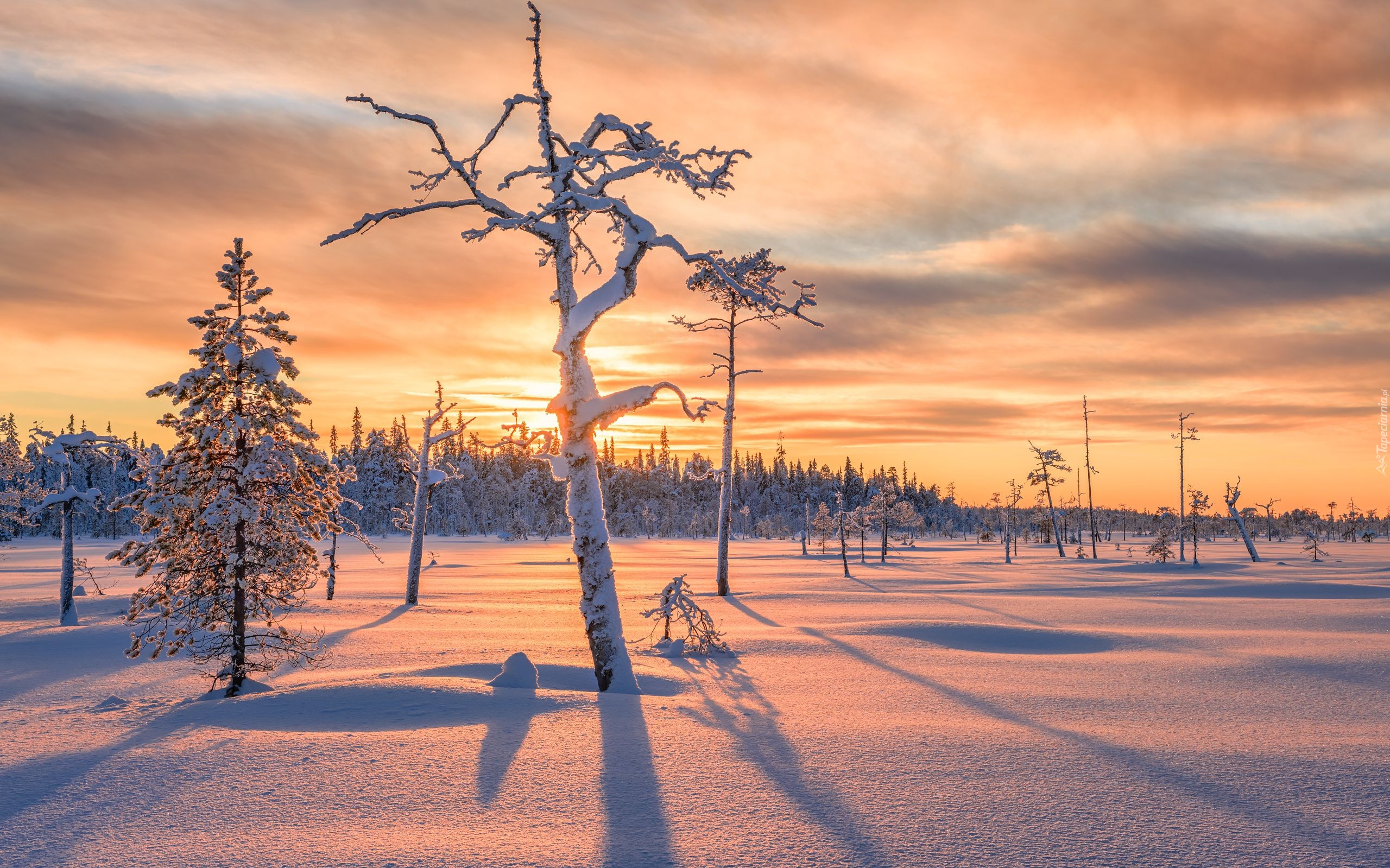 Zima, Drzewa, Bezlistne, Ośnieżone, Cień