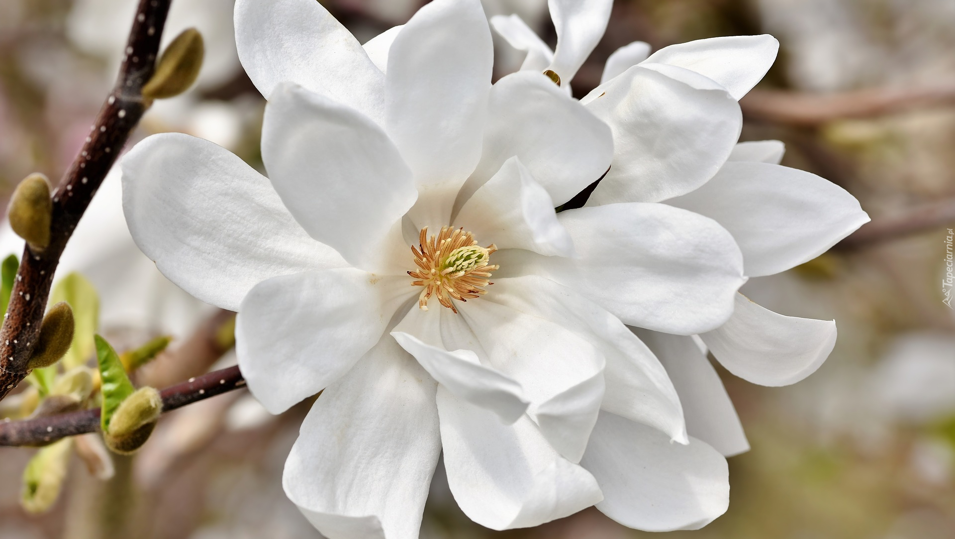 Biała, Kwitnąca, Magnolia