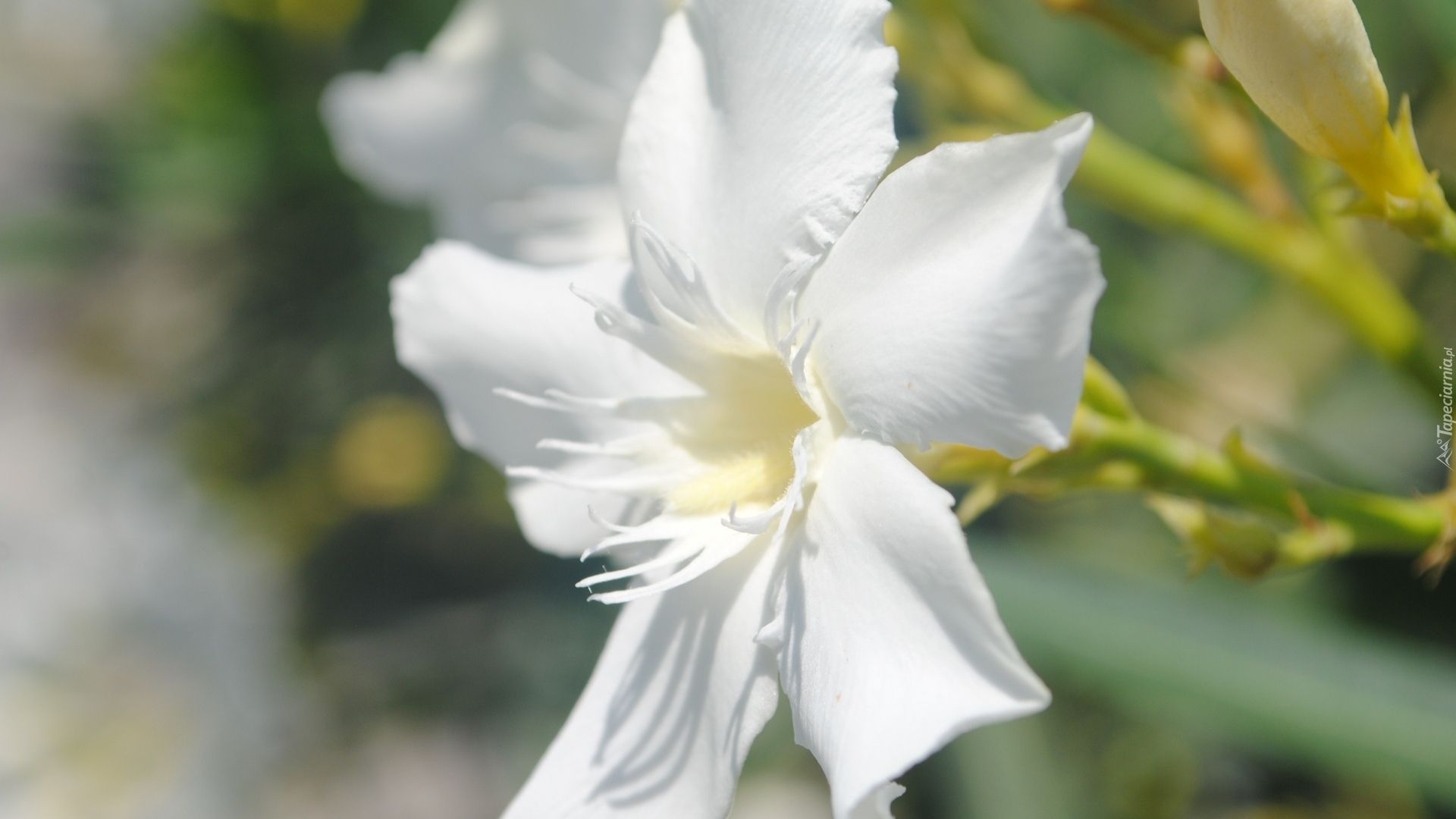 Biały, Kwiat, Lilia amazońska, Eucharis