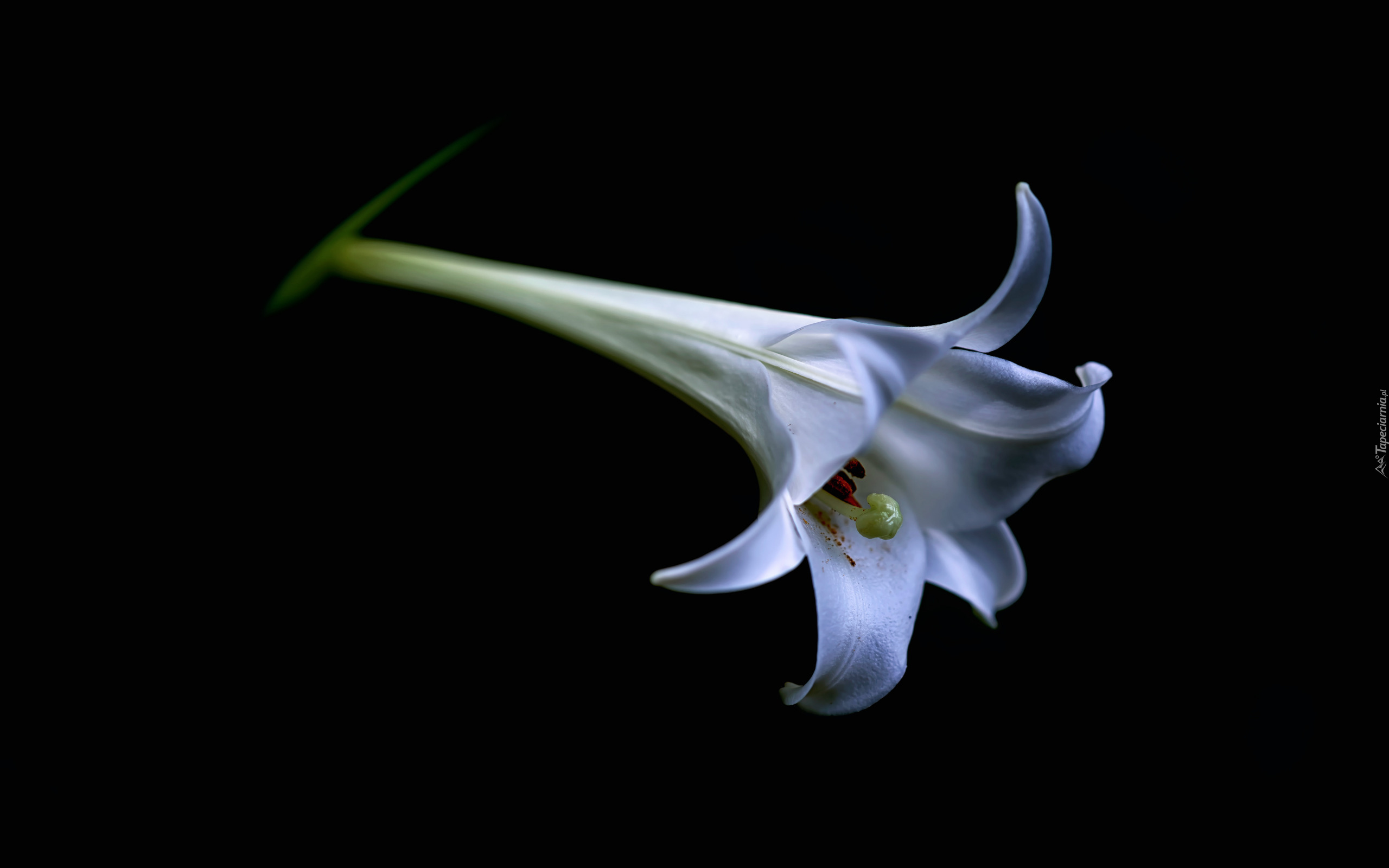 Kwiat, Lilia biała, Tło czarne
