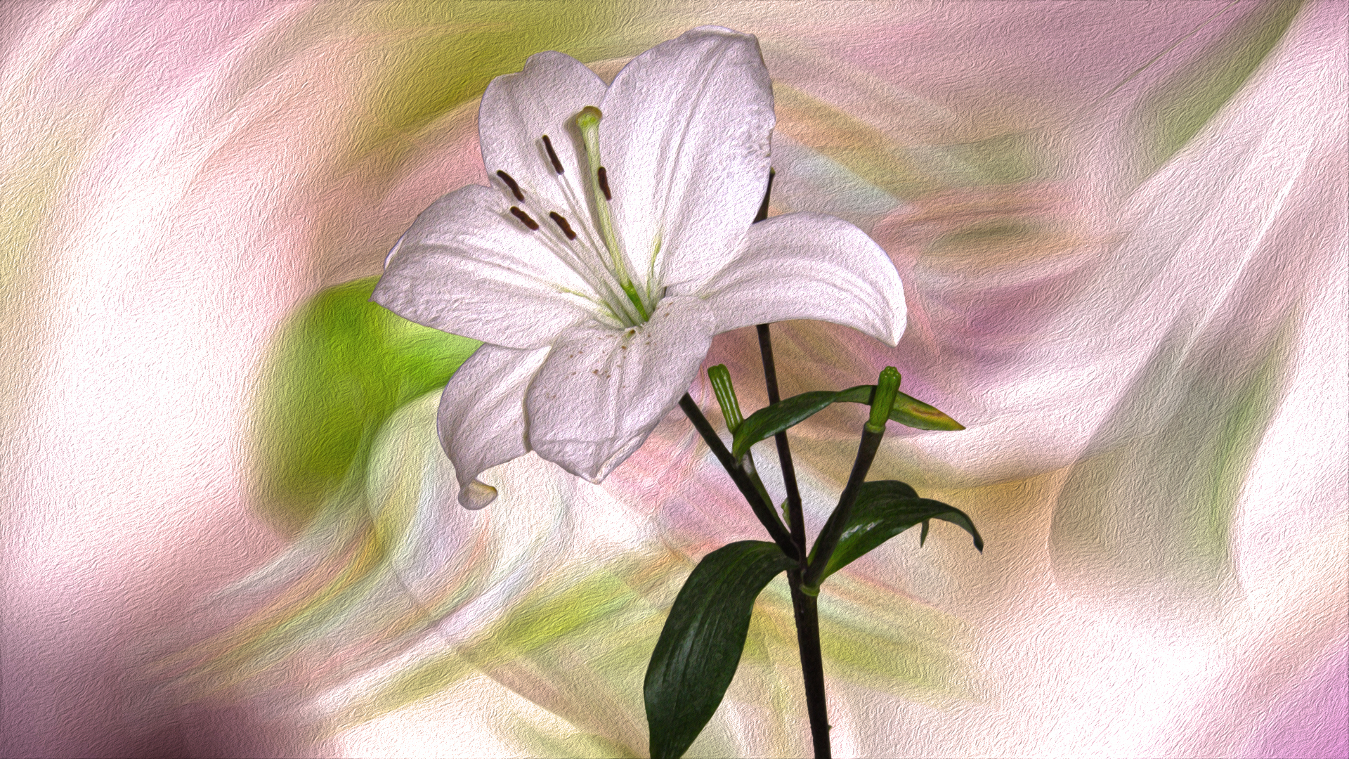 Grafika 2D, Kwiat, Biała, Lilia