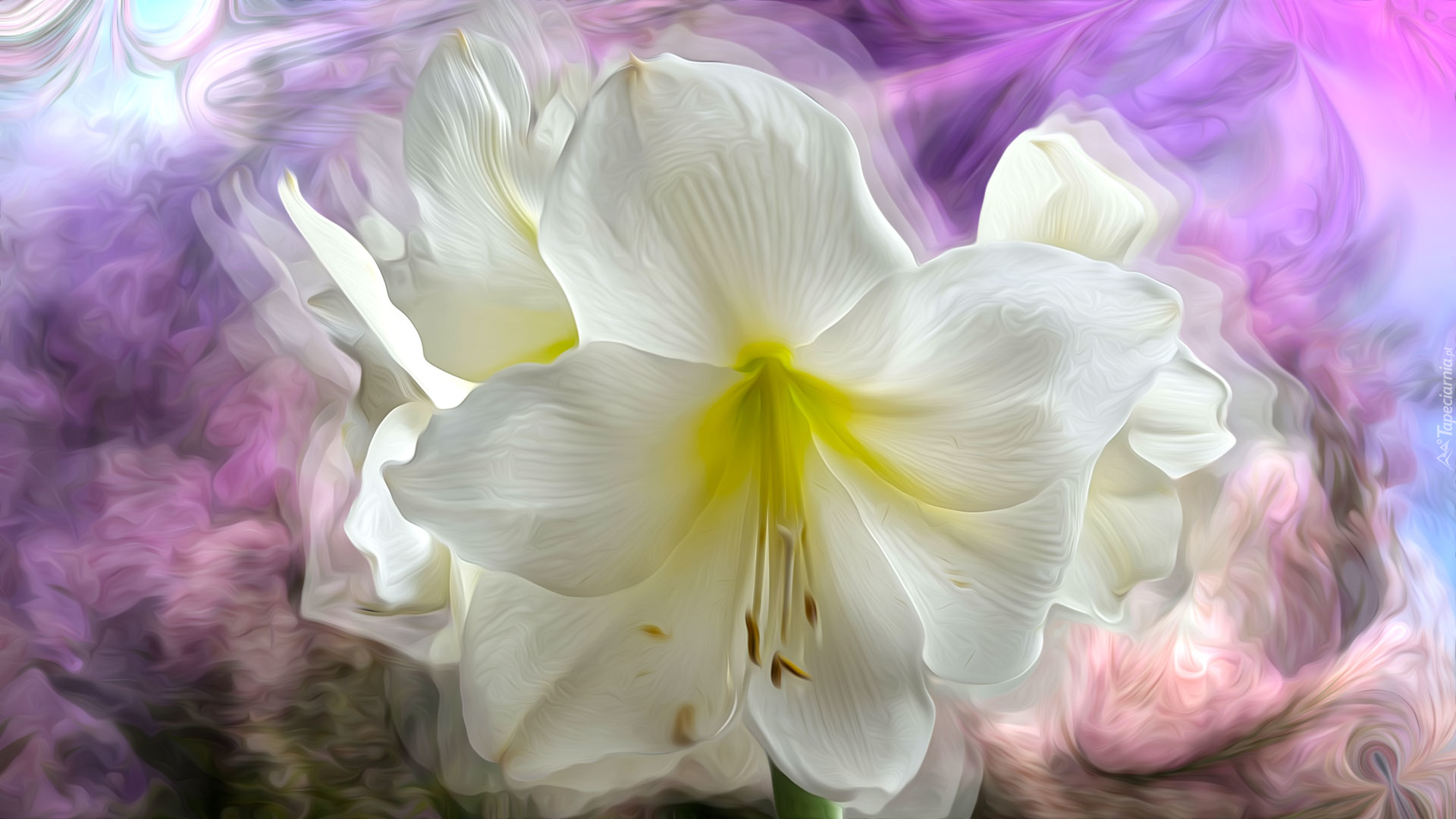 Kwiat, Biała, Lilia, Grafika