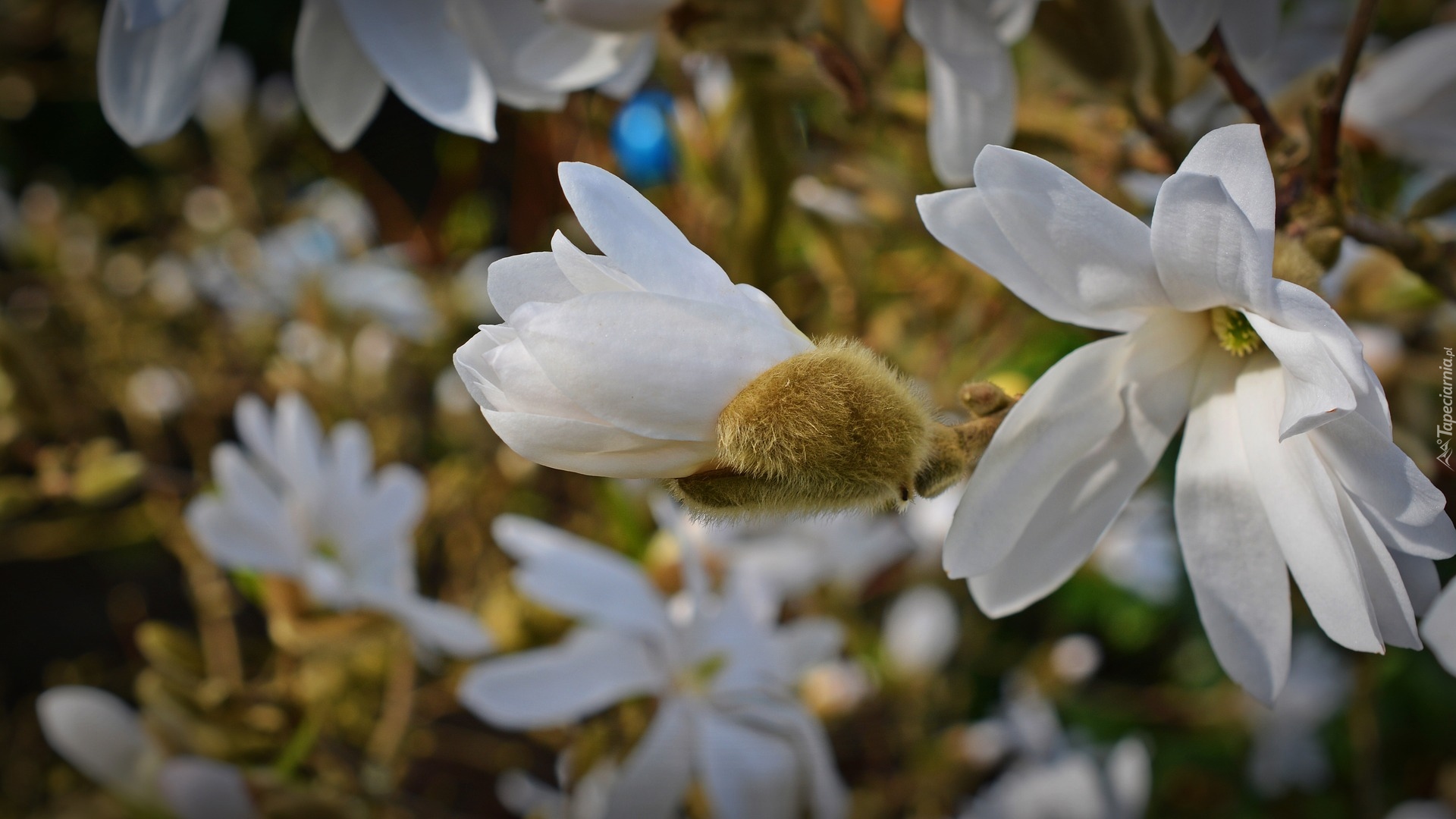 Gałęzie, Kwiaty, Magnolia