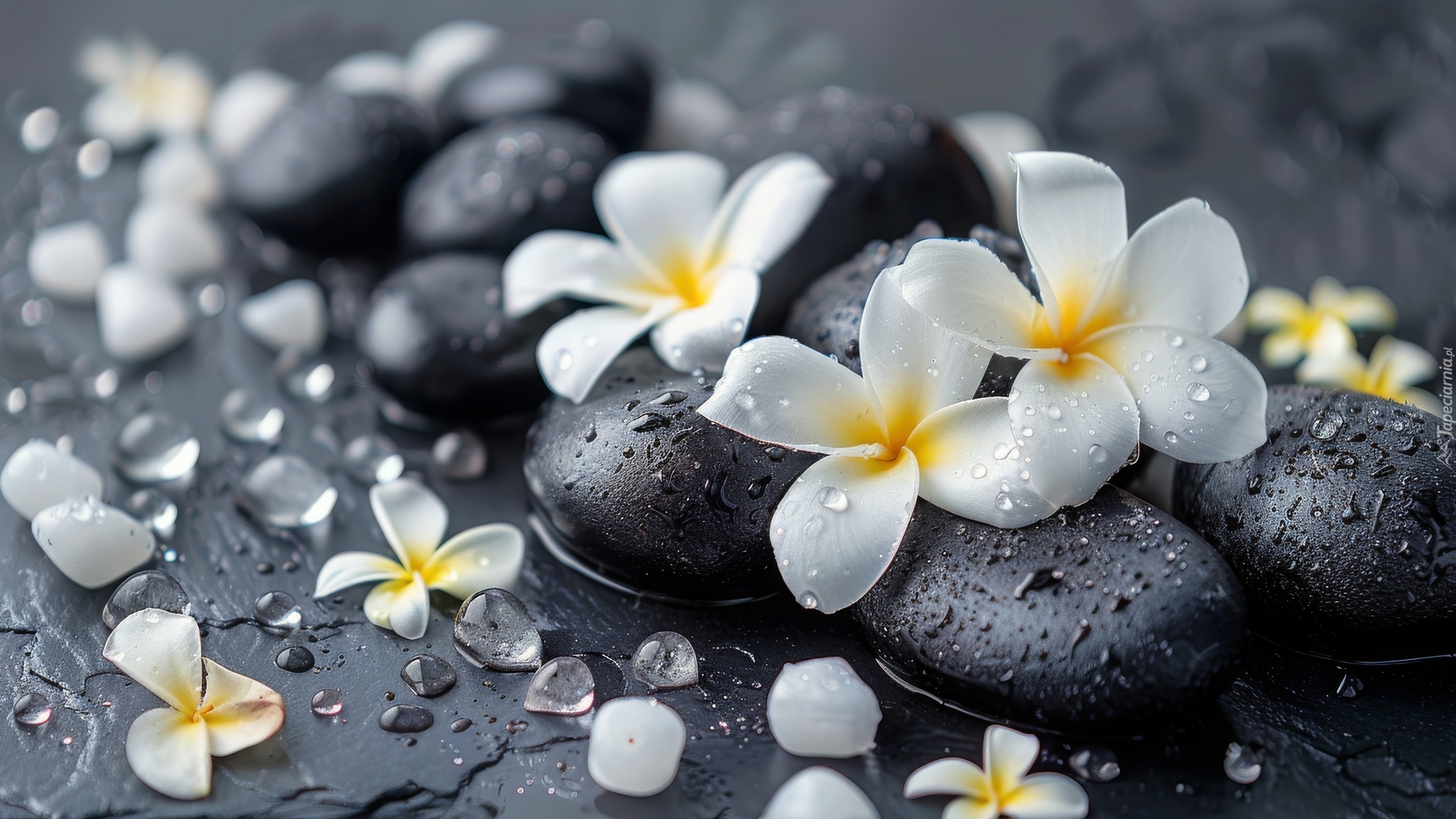 Kwiat, Plumeria, Kamienie, Woda, Krople