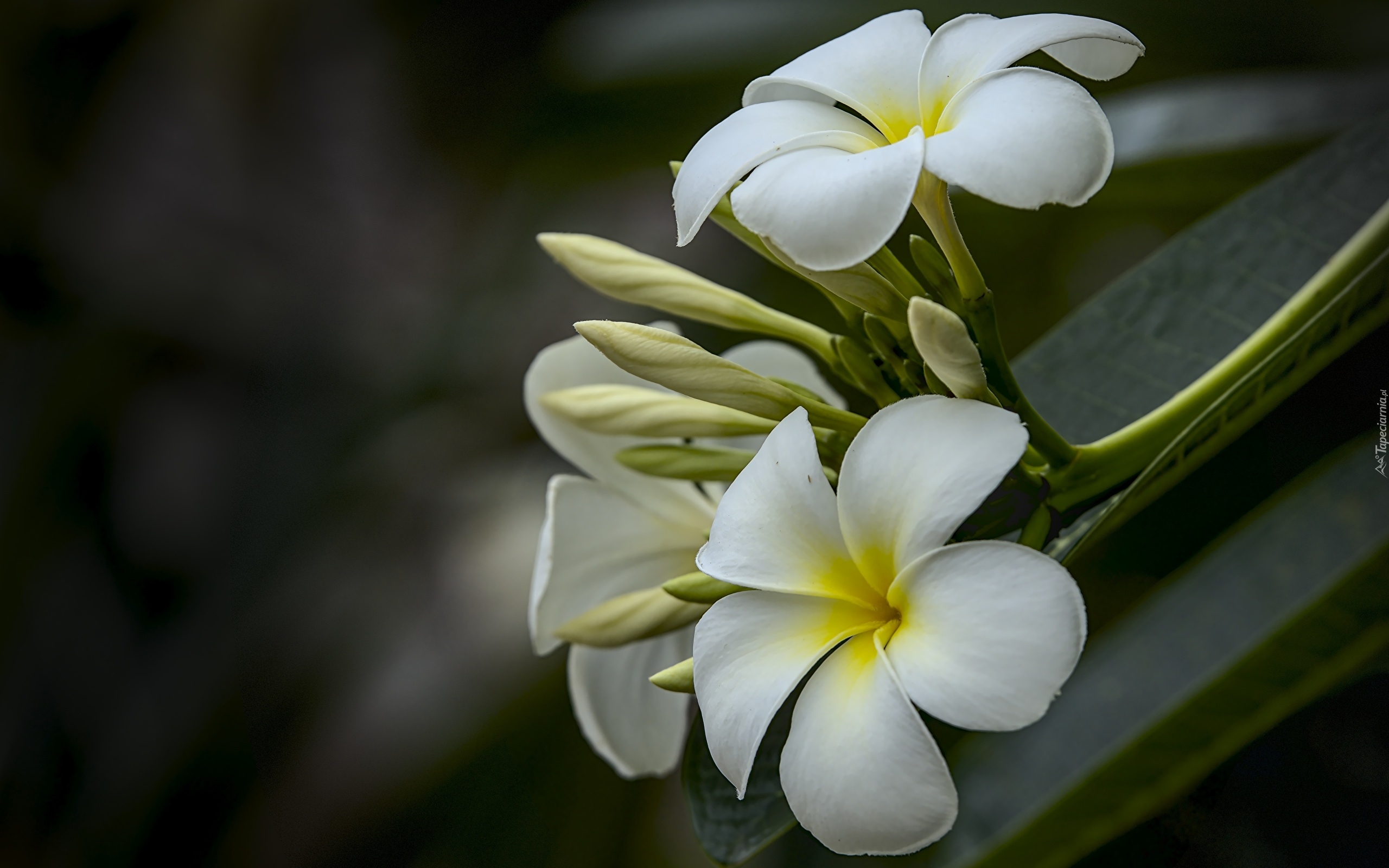 Kwiaty, Plumeria, Pąki, Łodyga, Liście