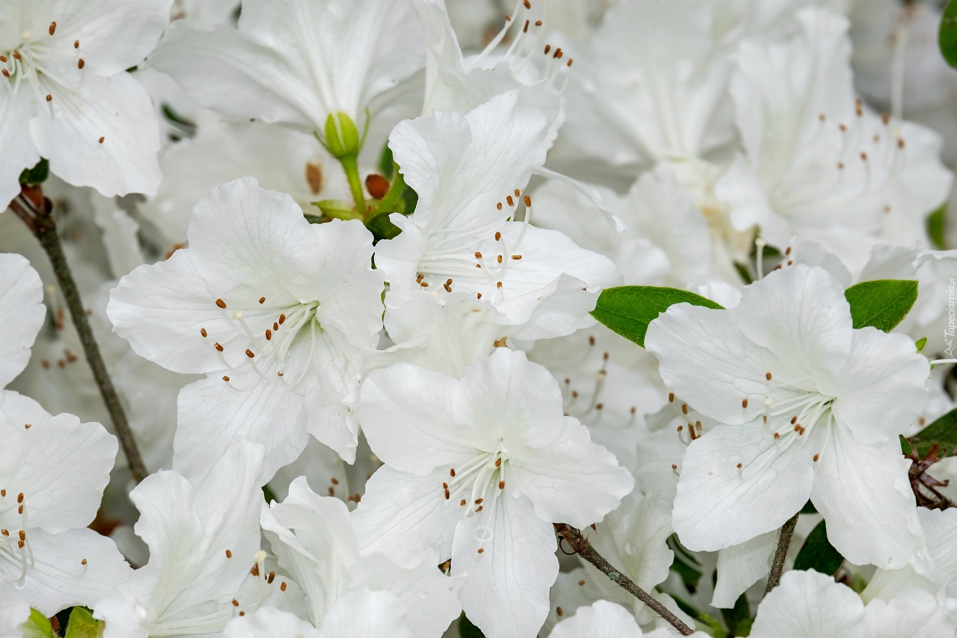 Różanecznik, Białe, Kwiaty, Azalia
