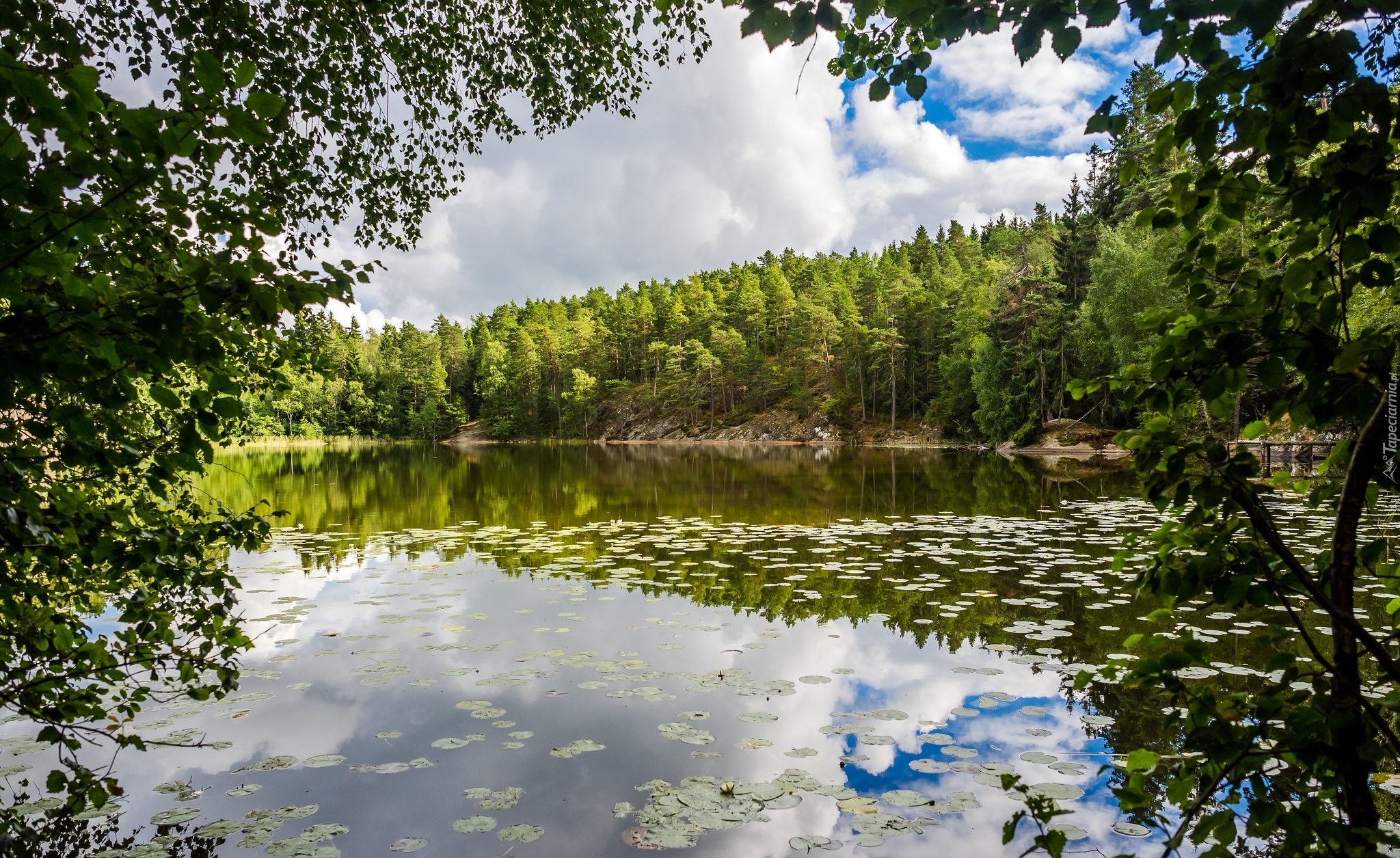 Jezioro, Las, Liście, Chmury, Drzewa