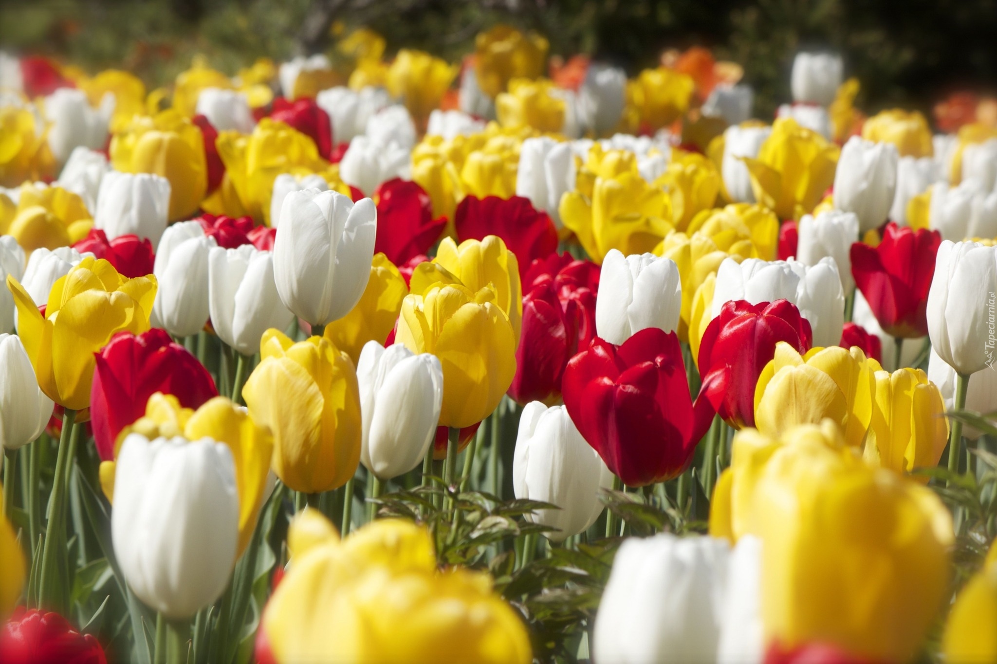 Kolorowe, Tulipany, Białe, Czerwone, Żółte