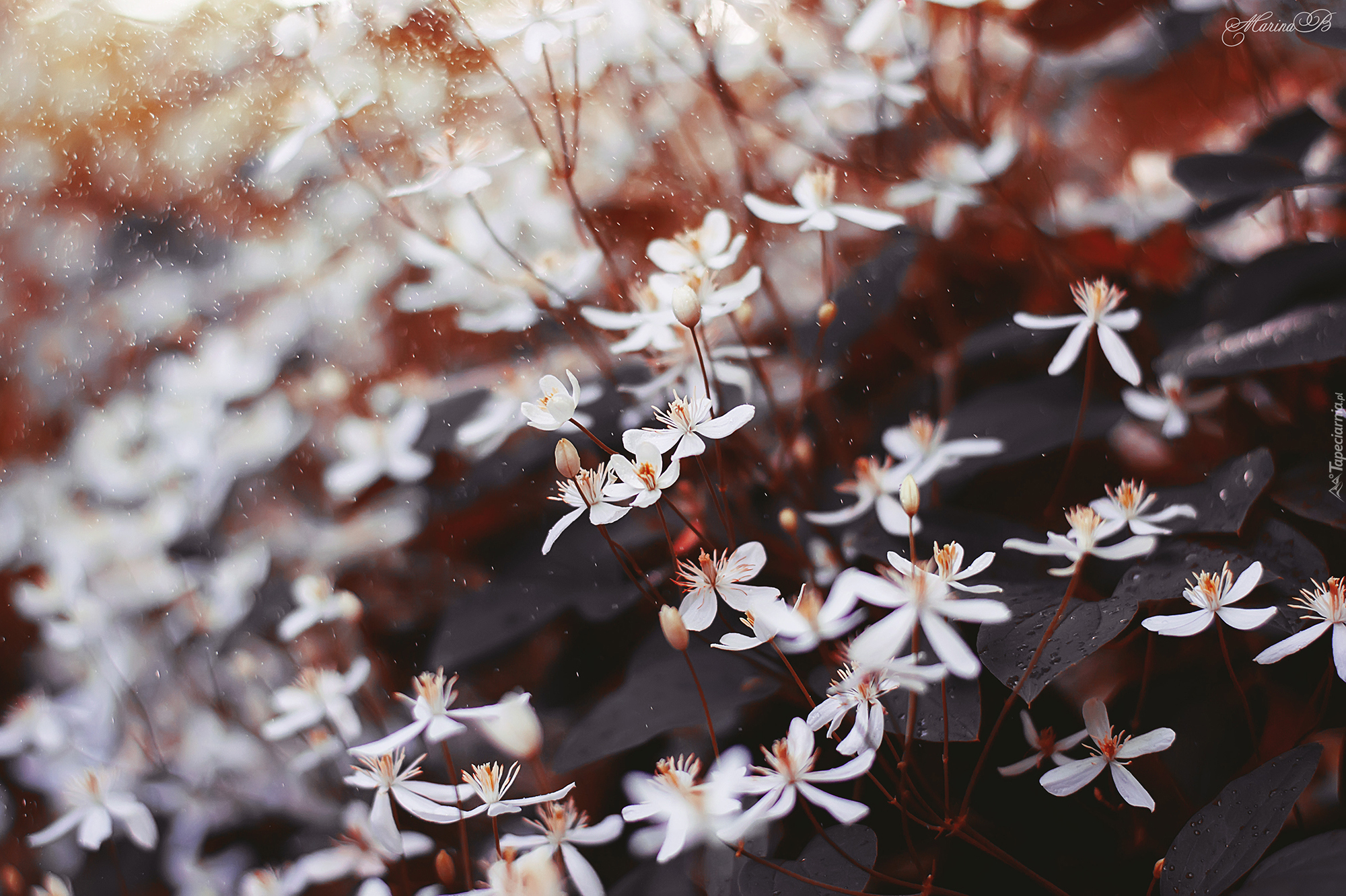 Białe, Drobne, Kwiaty