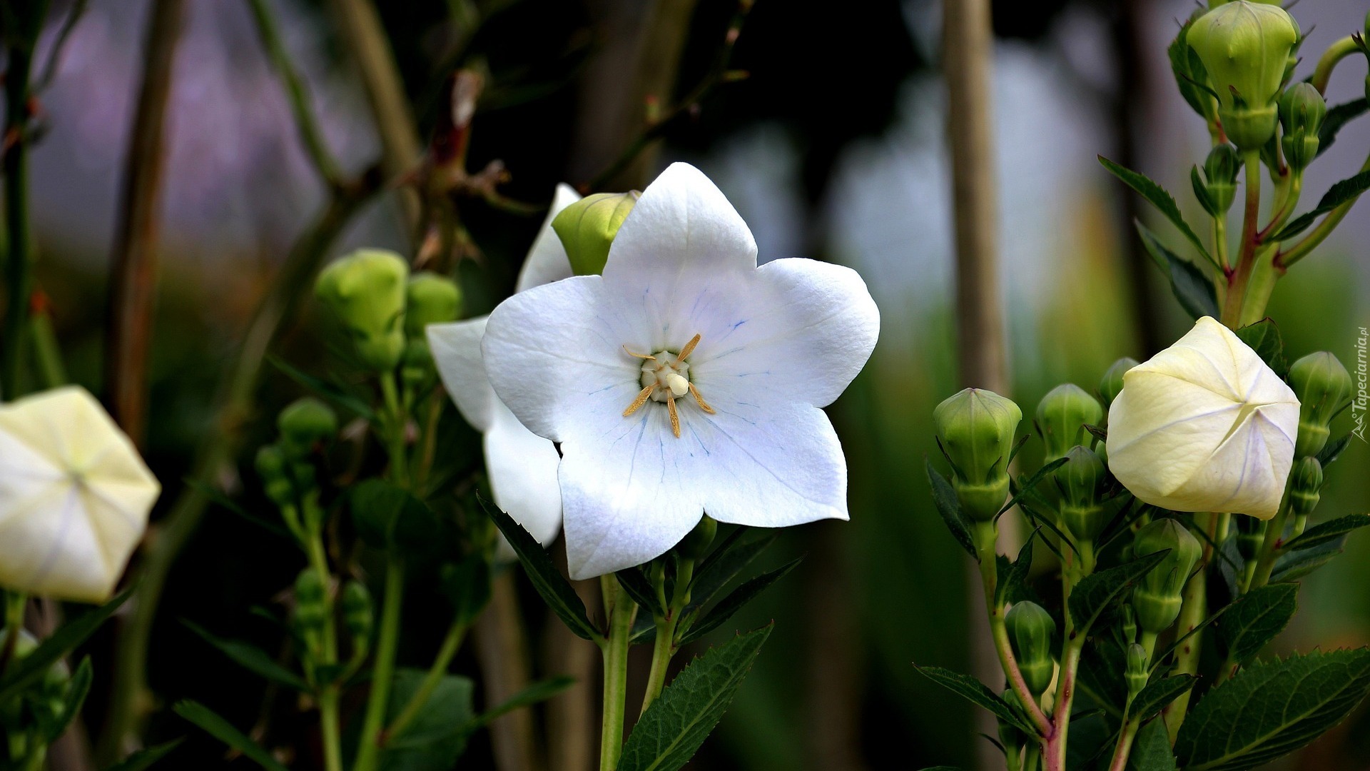 Białe, Kwiaty, Campanula, Dzwonek brzoskwiniolistny