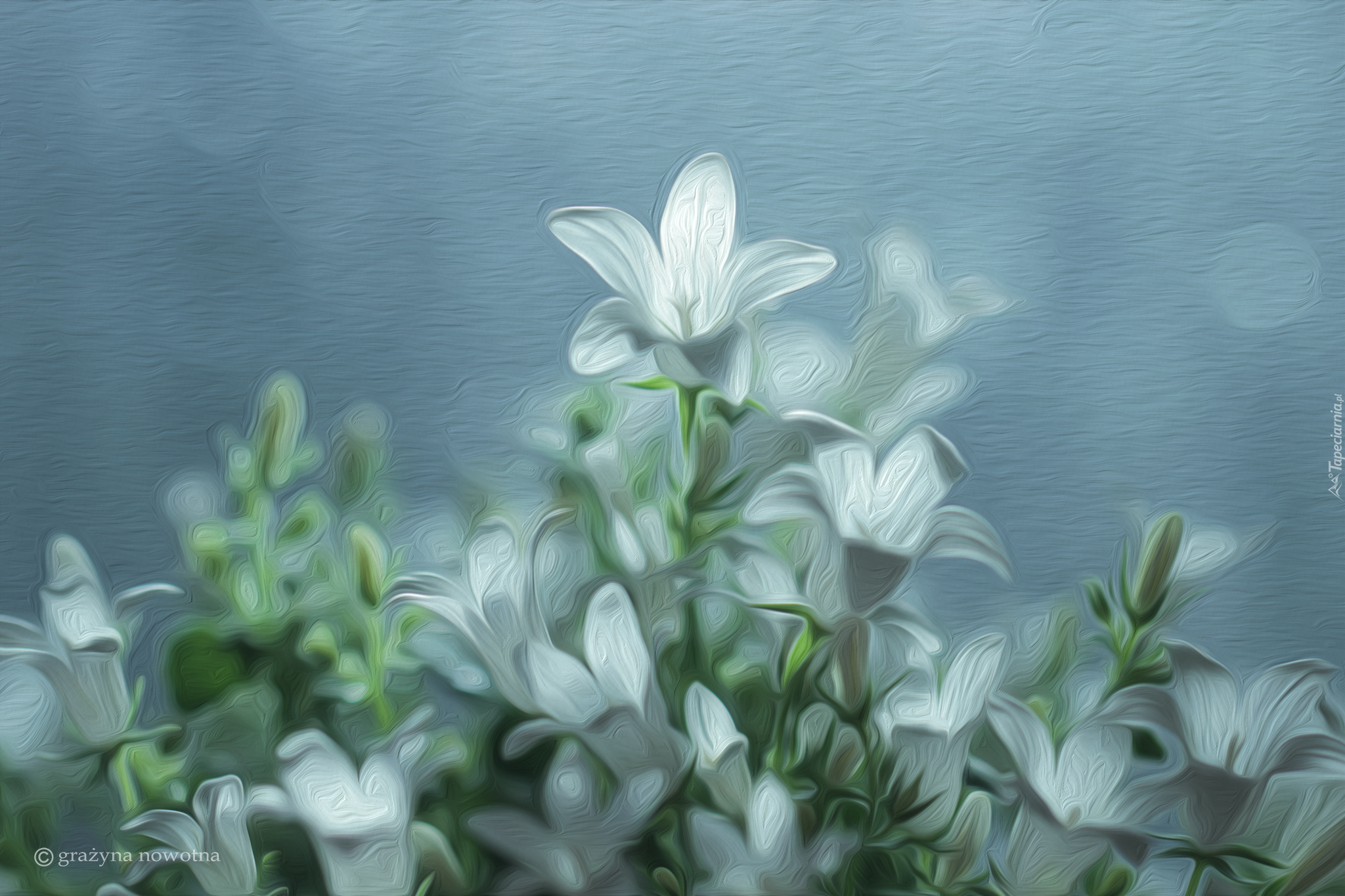 Białe, Dzwonki, Campanula, Grafika
