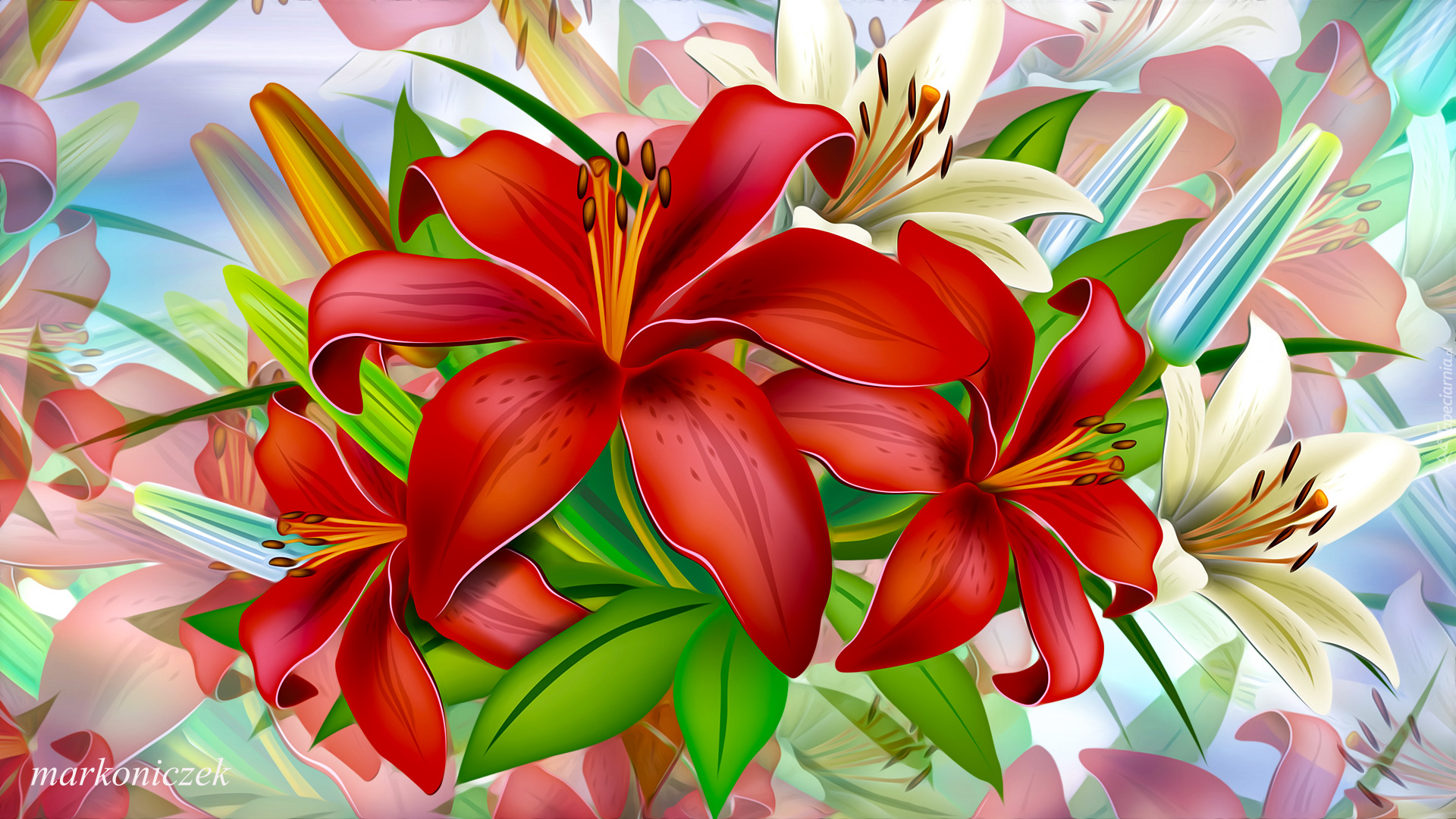 Kwiaty, Czerwone, Białe, Lilie, Grafika 2D