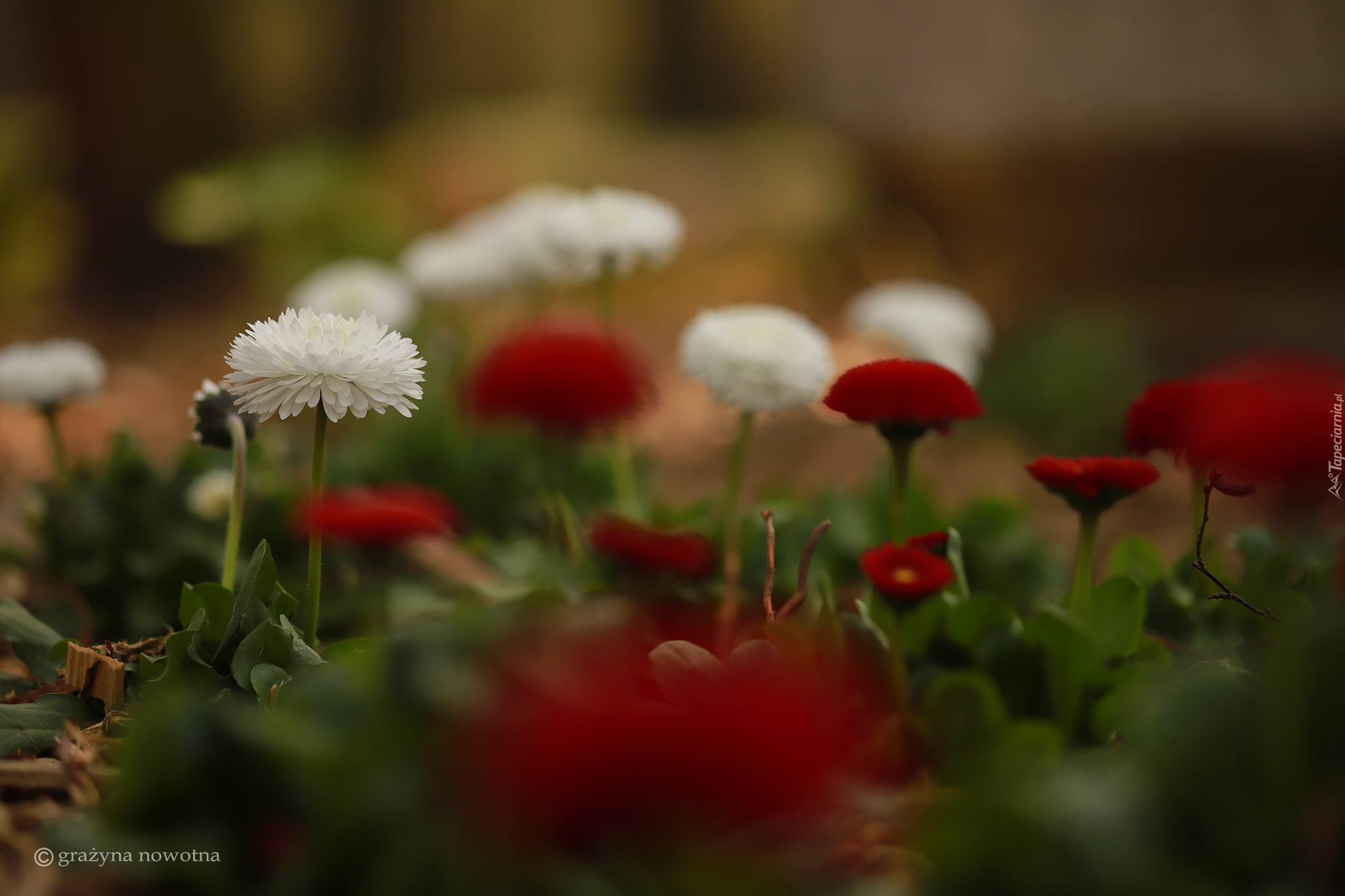 Stokrotki, Białe, Czerwone, Kwiaty