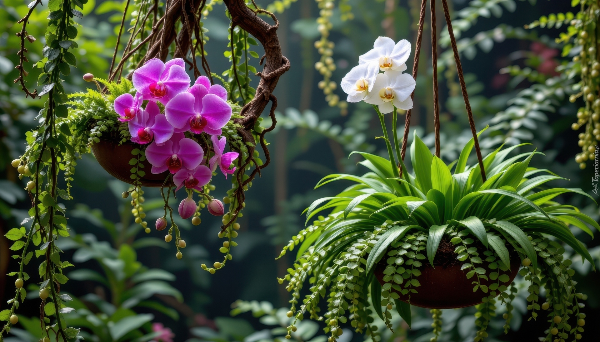 Ogród, Wiszące, Doniczki, Kwiaty, Białe, Fioletowe, Storczyki, Paprocie, Rośliny, AI