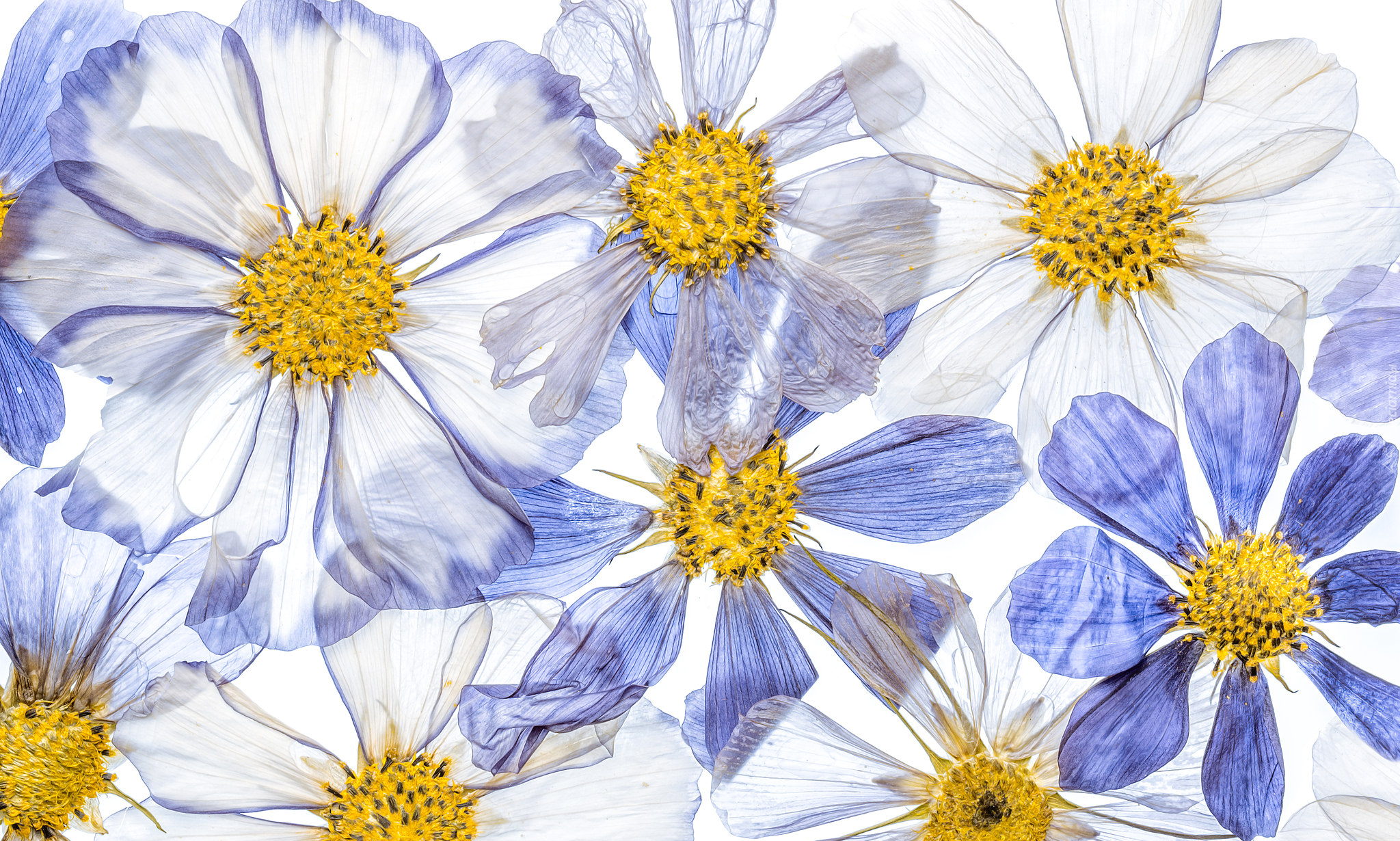 Białe, Niebieskie, Kwiaty, Kosmea