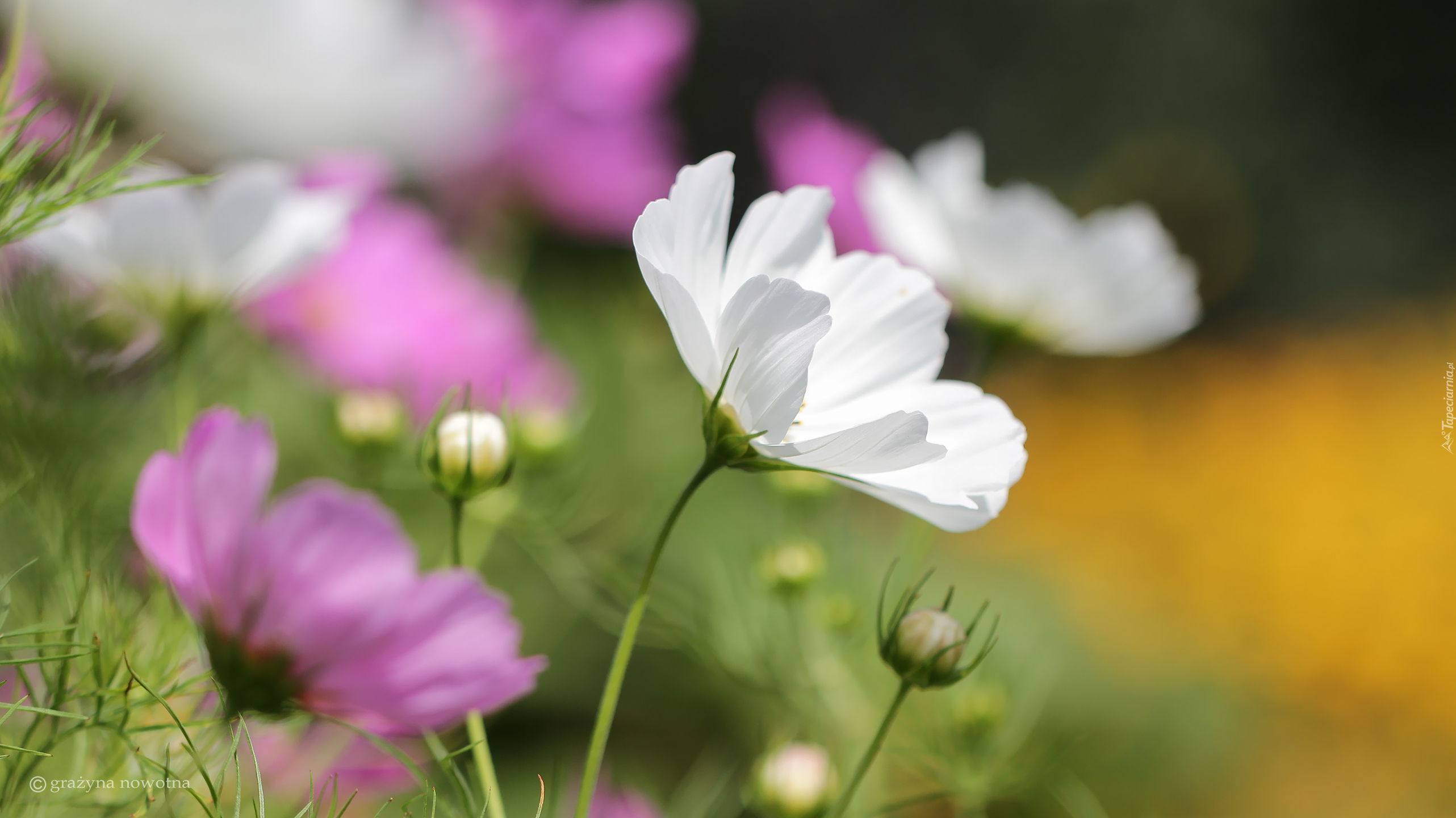 Kosmea, Biały, Kwiat