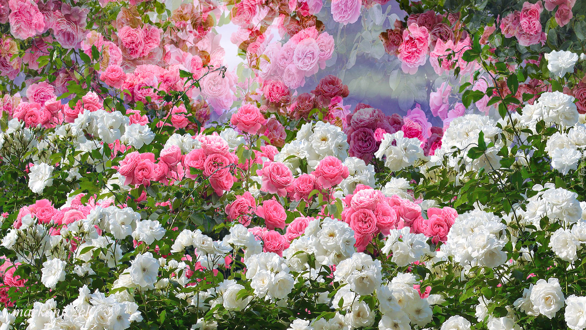 Kwiaty, Białe, Różowe, Róże, 2D